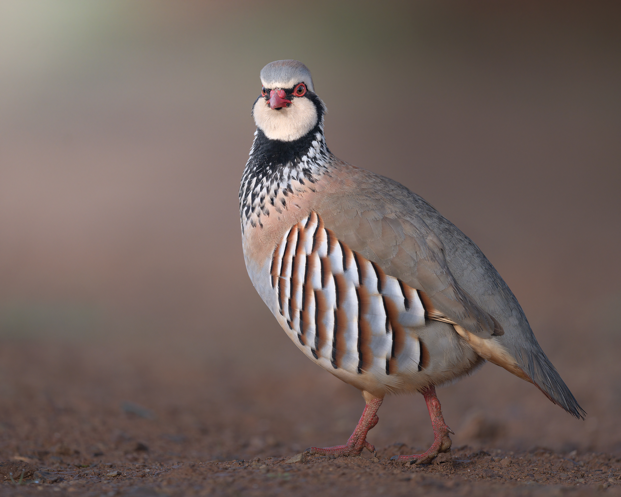 red partridge