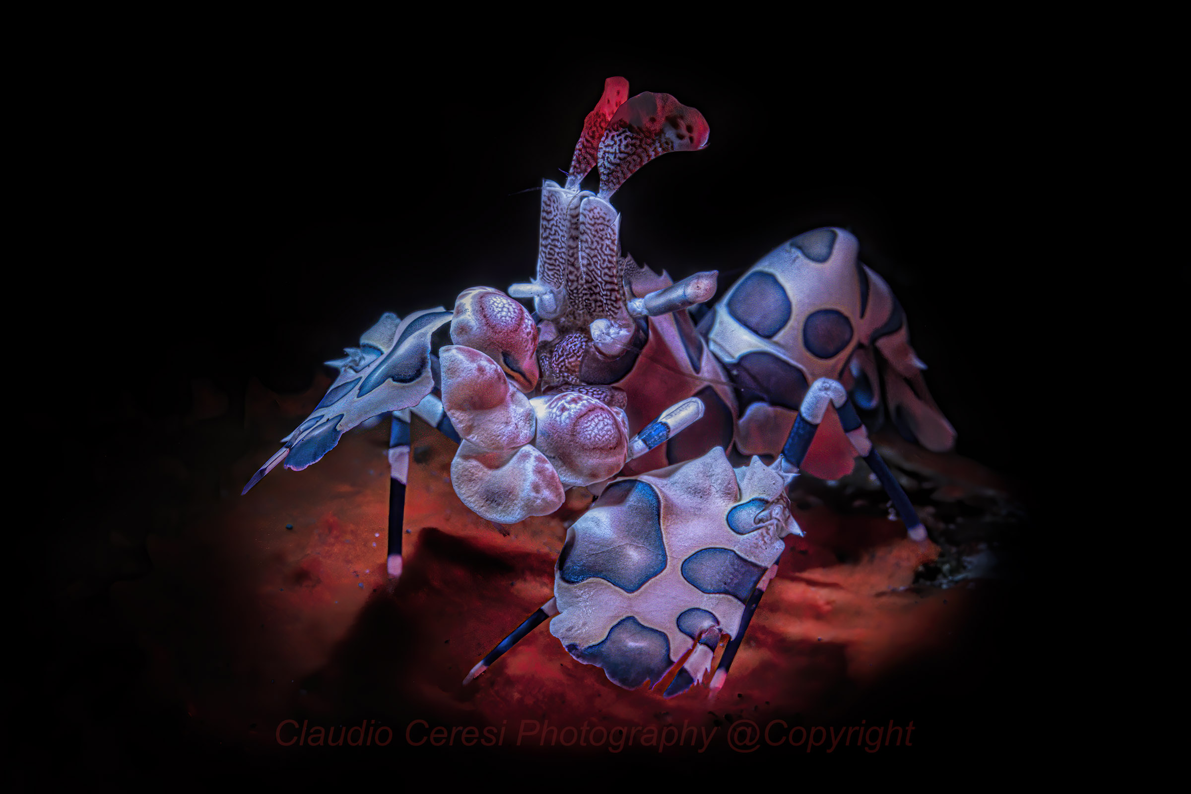 Arlequin shrimp, harlequin shrimp, Hymenocera picta