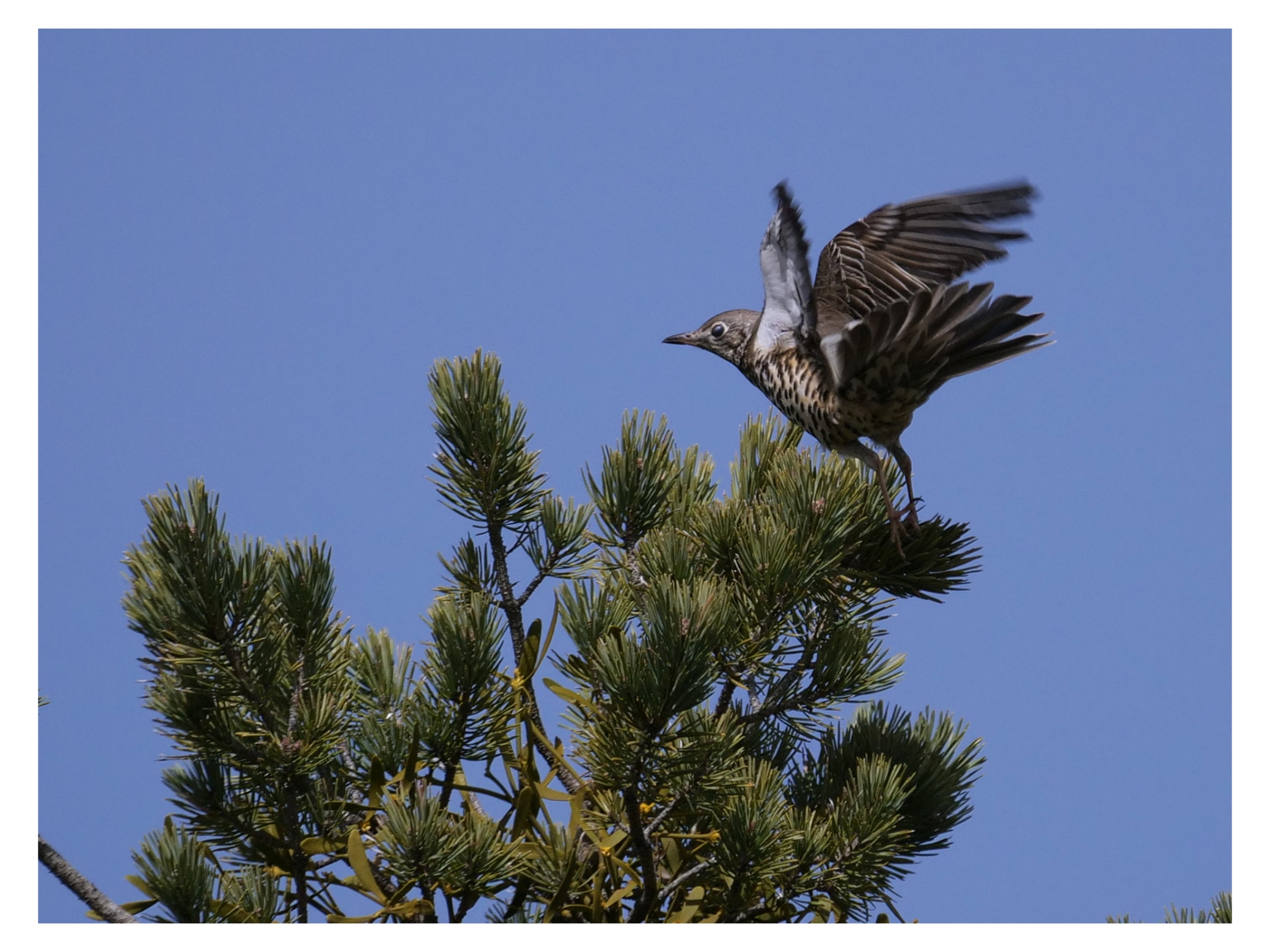 Zorzal levantando el vuelo