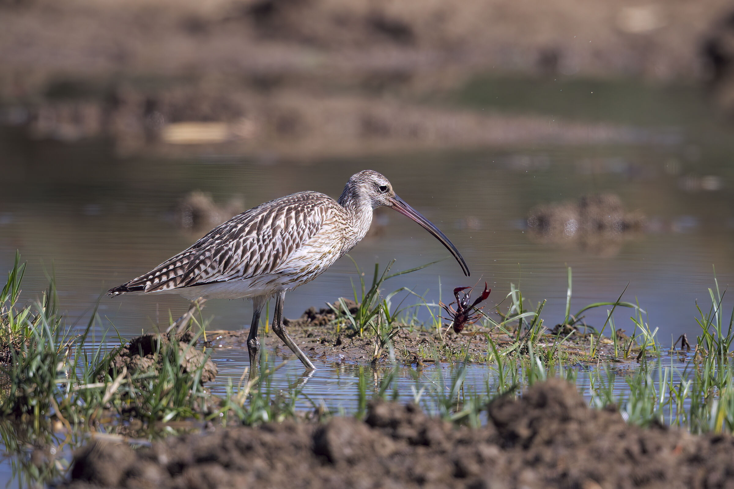 Chiurlo maggiore with killer shrimp