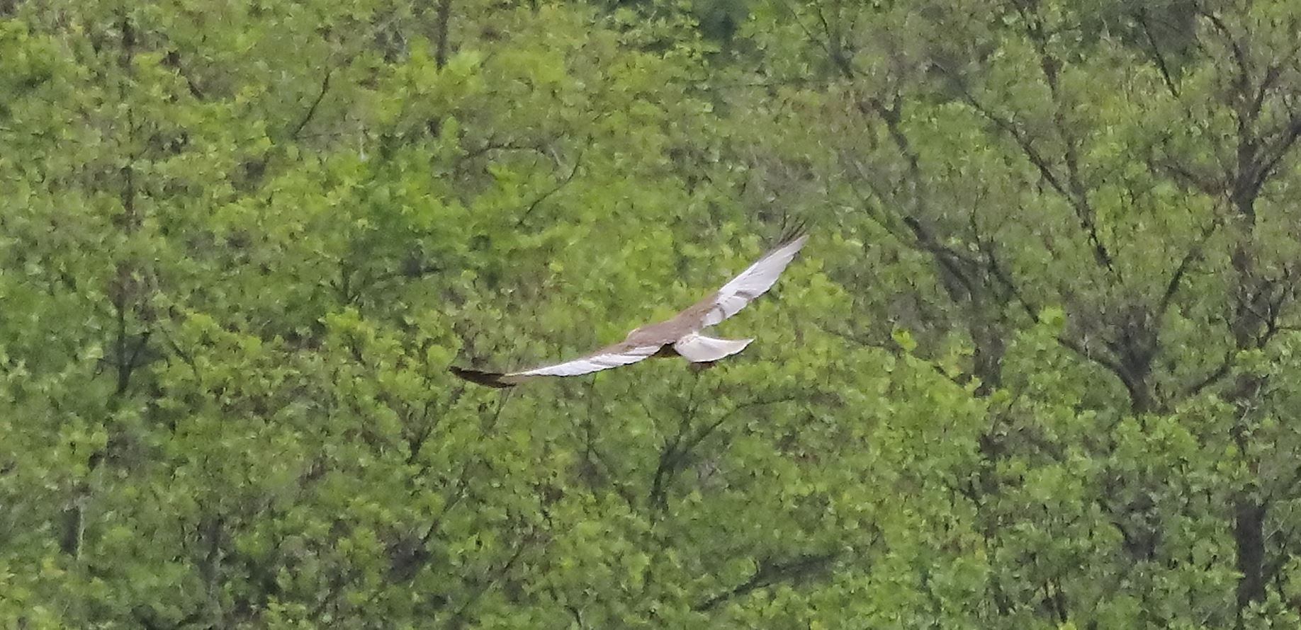 falco di palude 30-04-2022