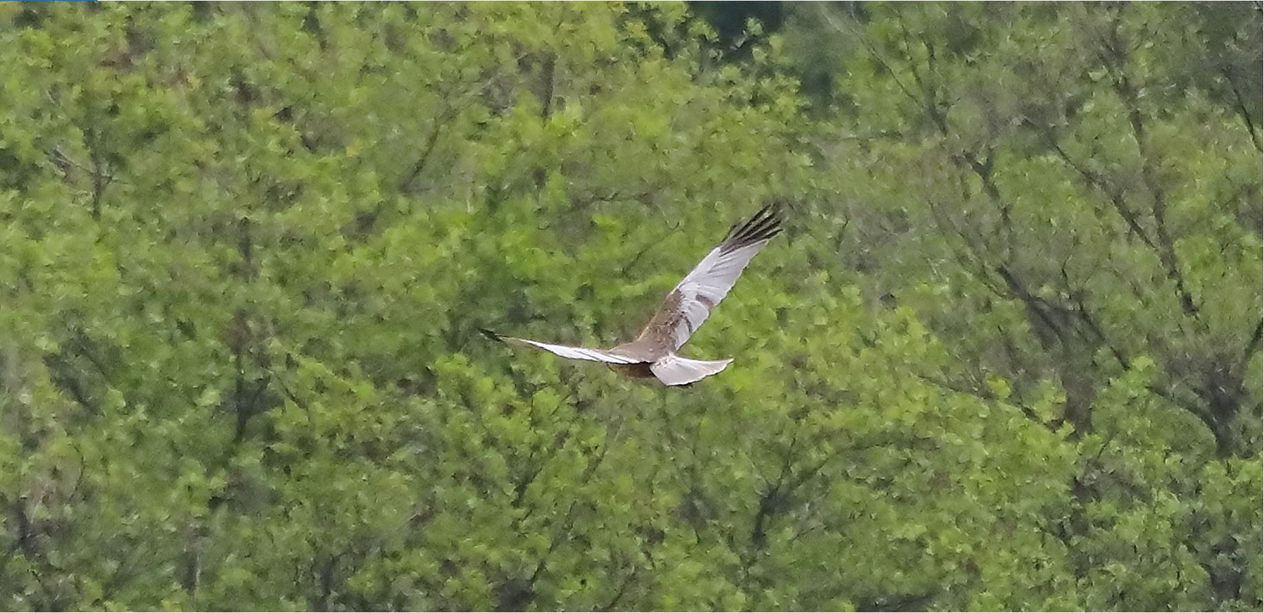 falco di palude 30-04-2022