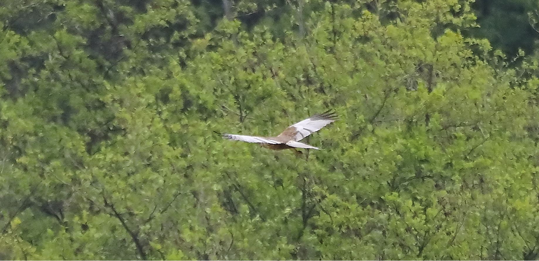 falco di palude 30-04-2022