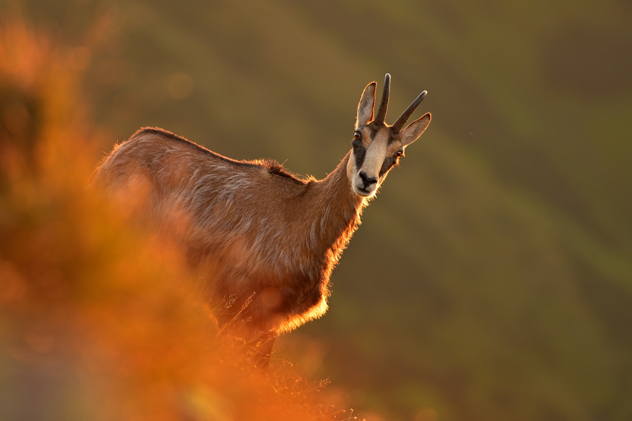 Tatra chamois