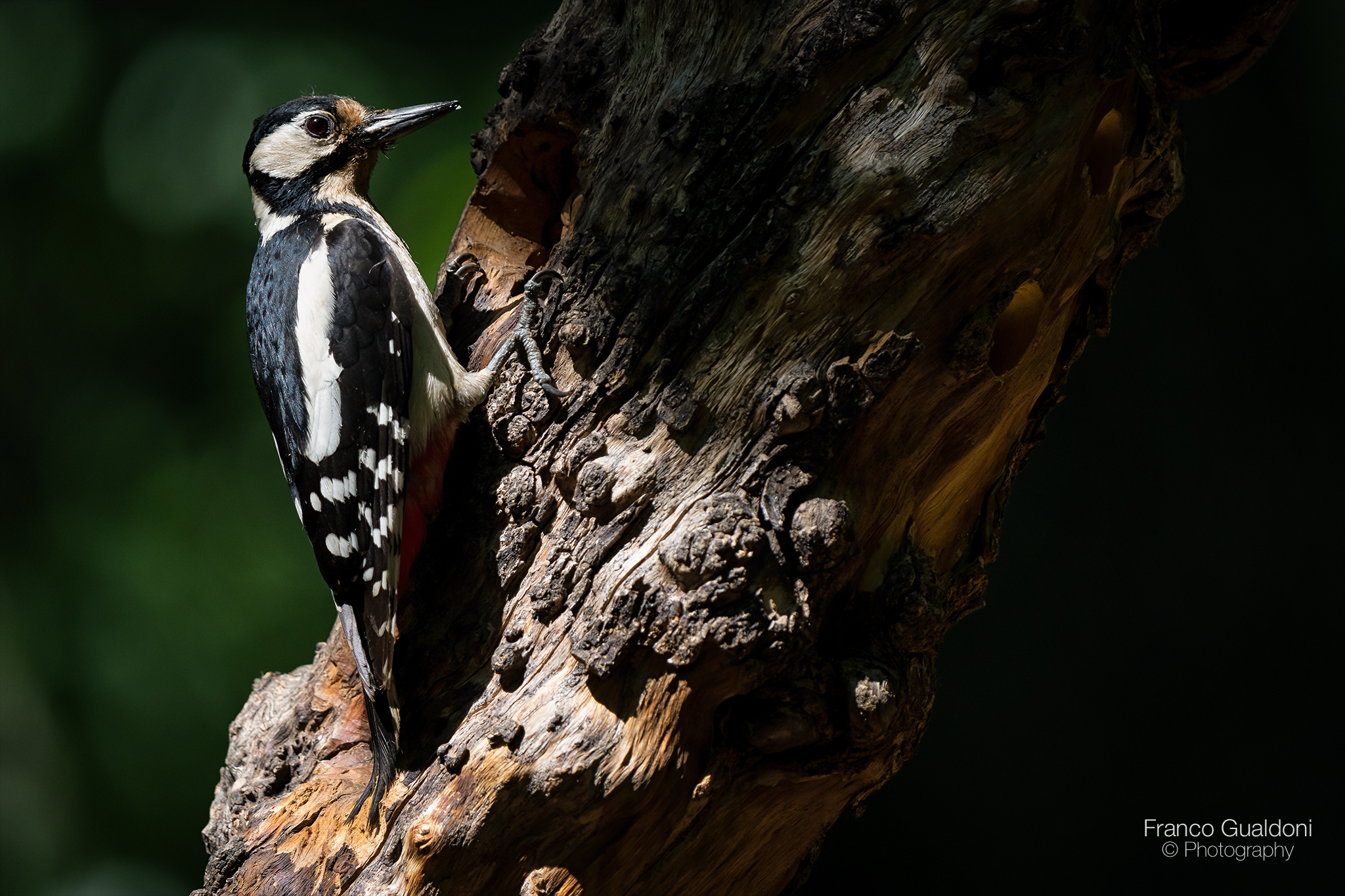 Picchio rosso maggiore