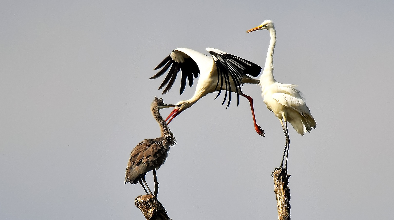 tre specie in uno scatto