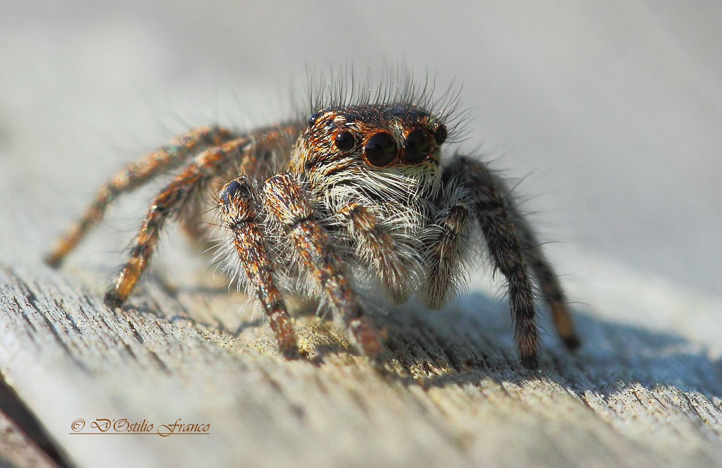 Salticidae