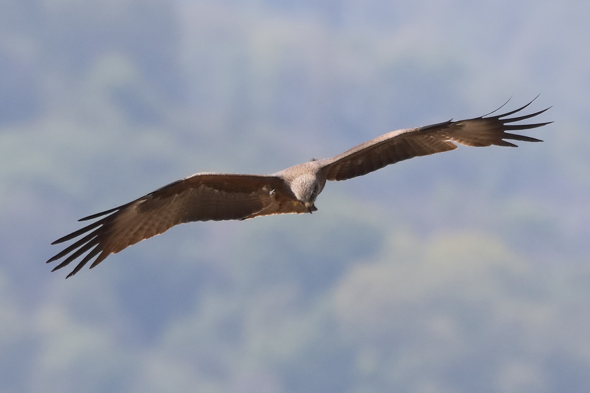 Nibbio bruno 29-04-2022