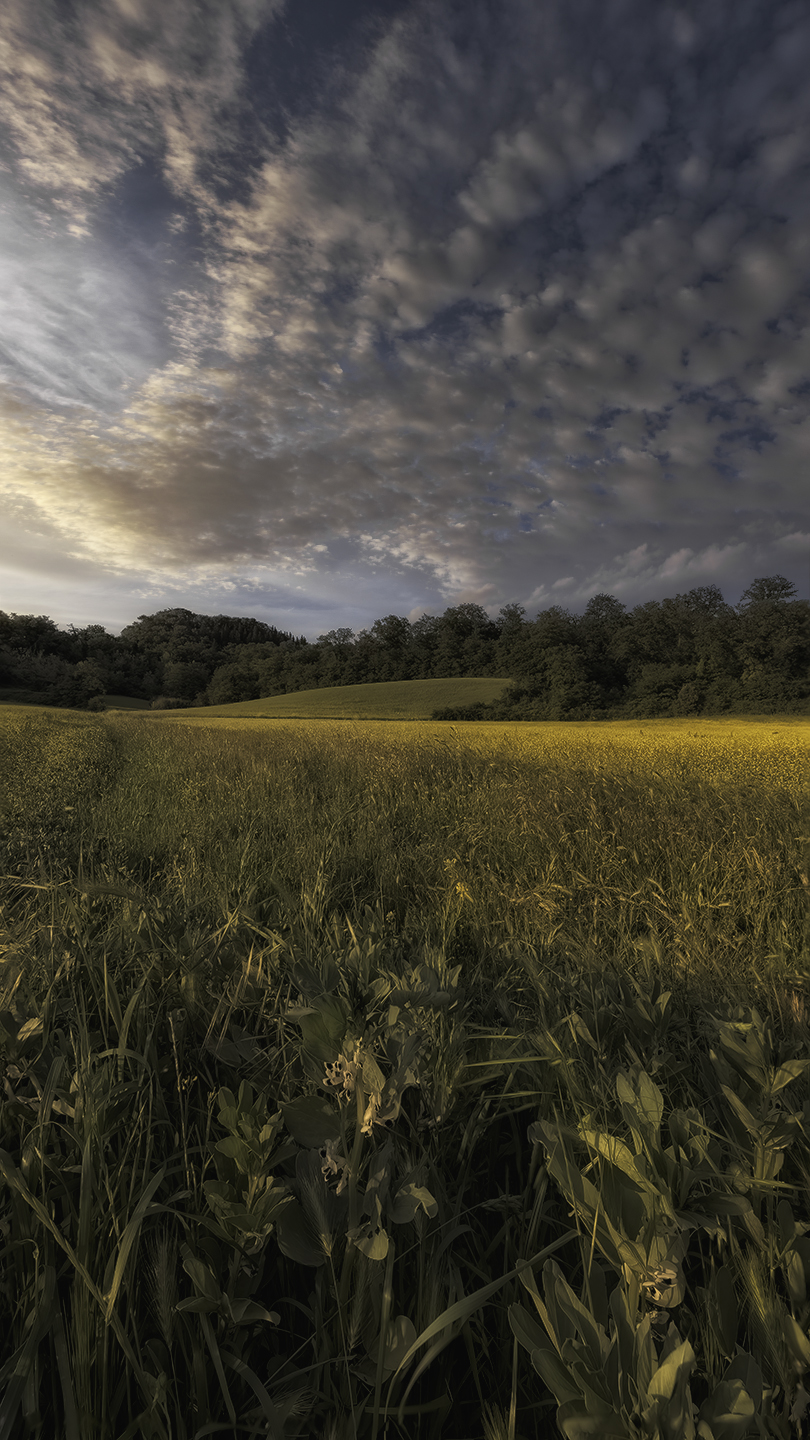 campagna di Ghizzano