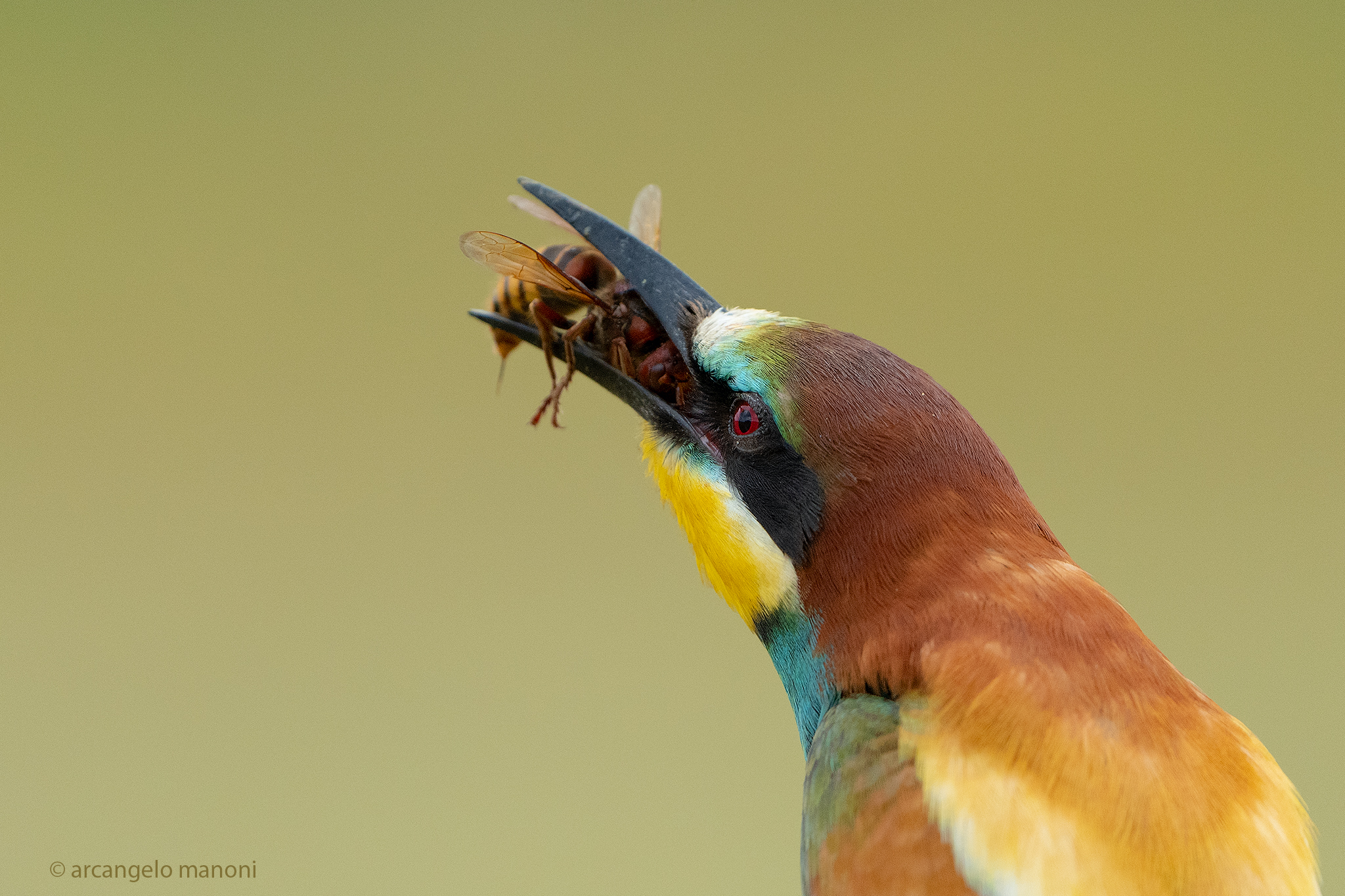 The greedy bee-eater