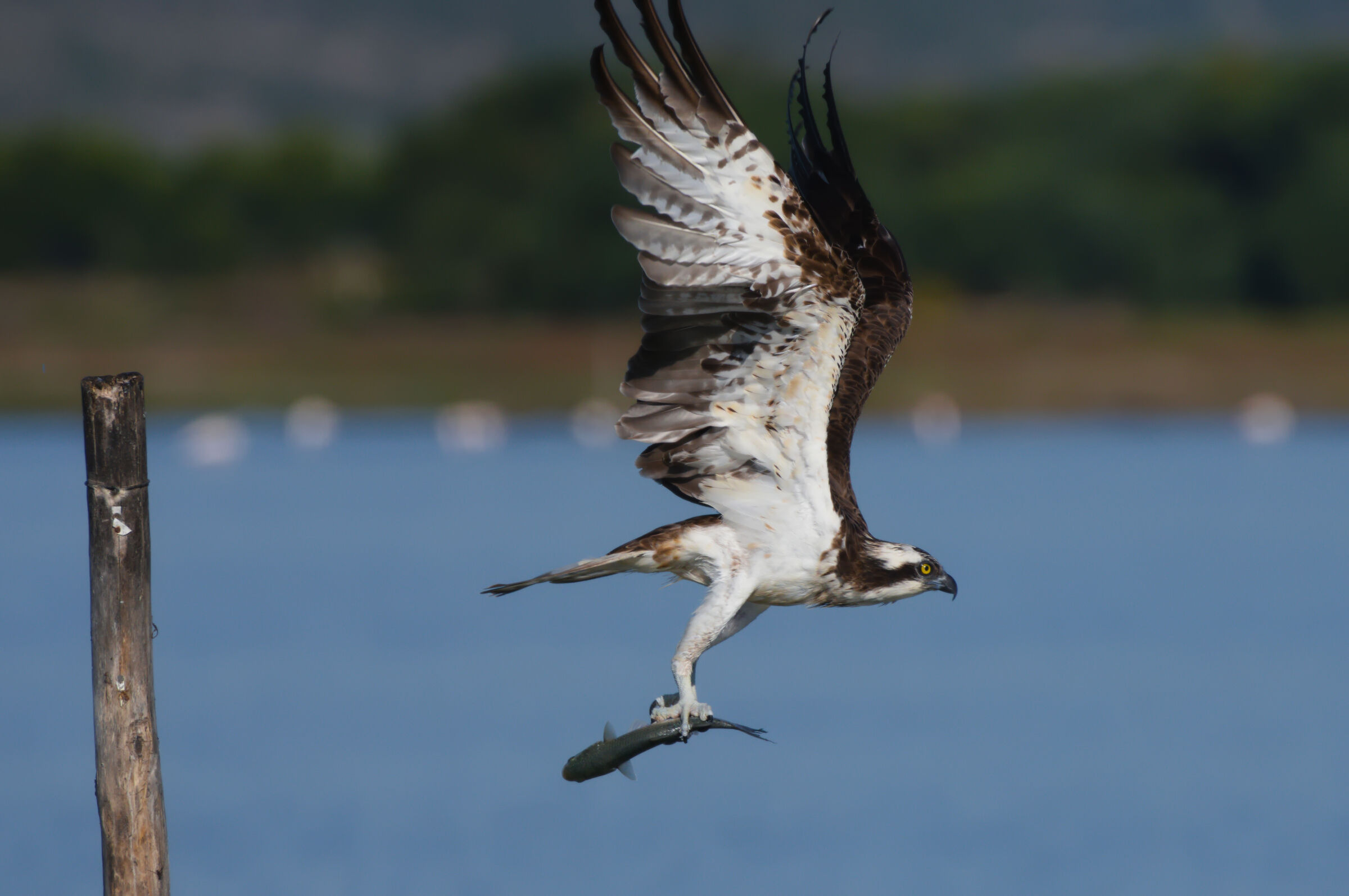 Osprey