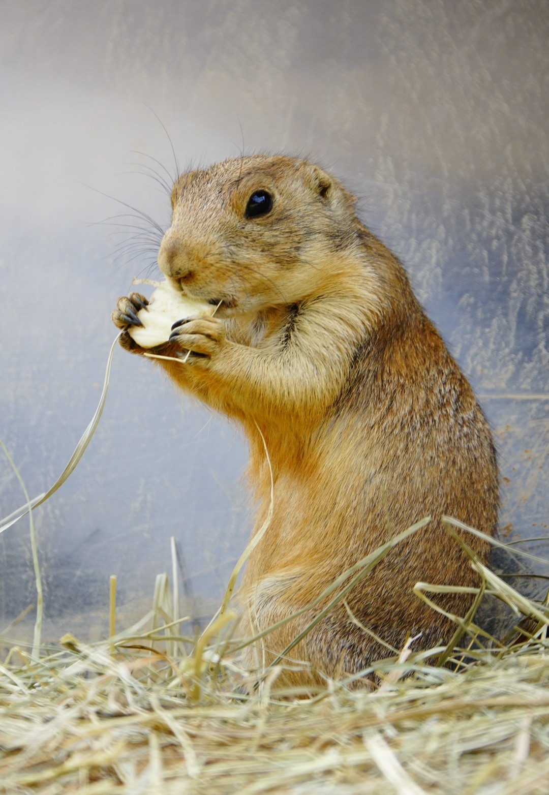 Prairie dog