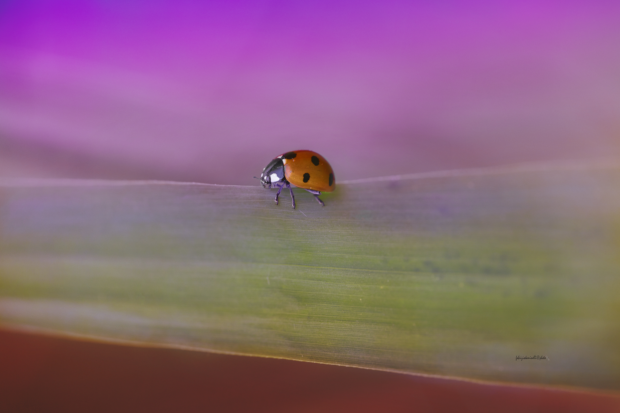 Ladybug septempunctata