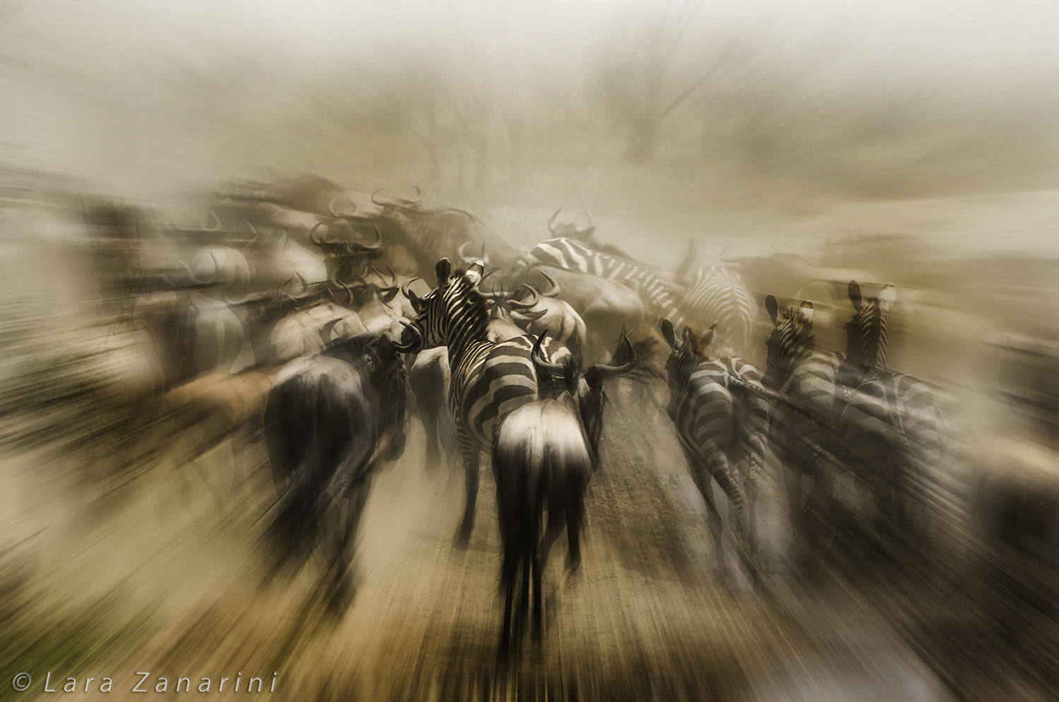 Panic in the migration