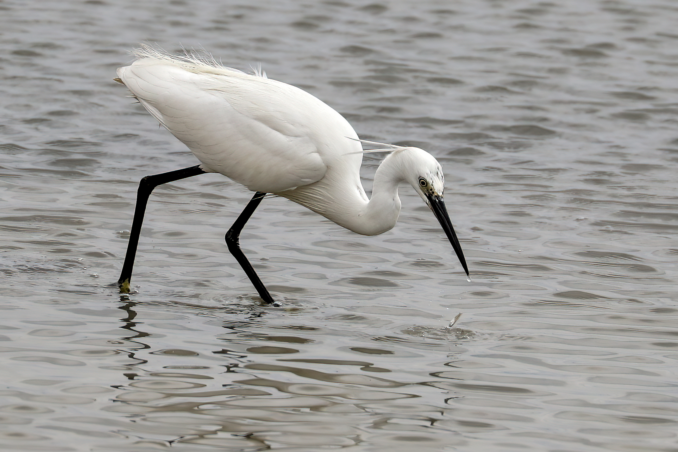 Egret