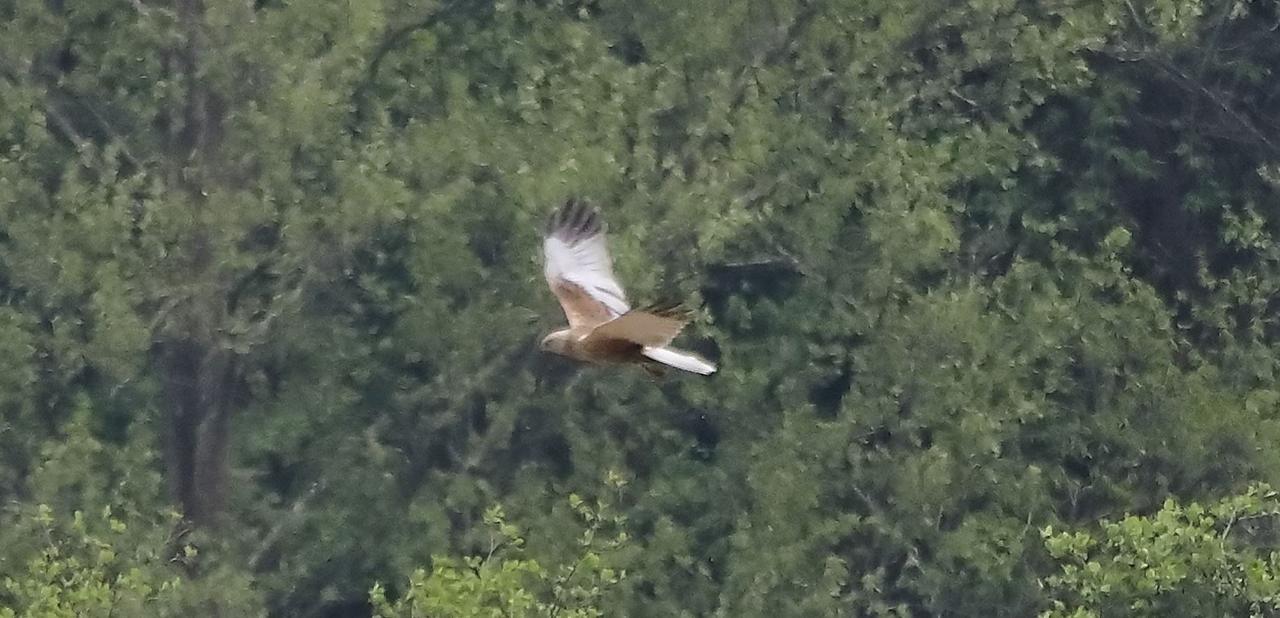 falco di palude 30-04-2022