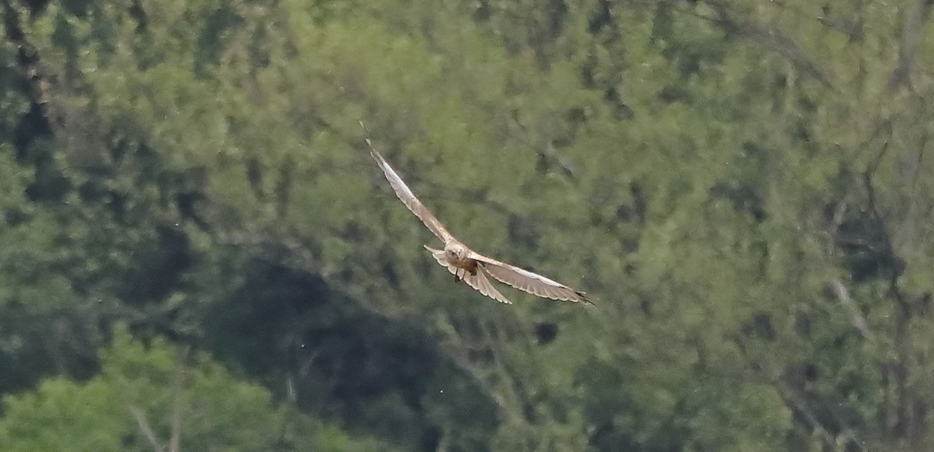 falco di palude 30-04-2022