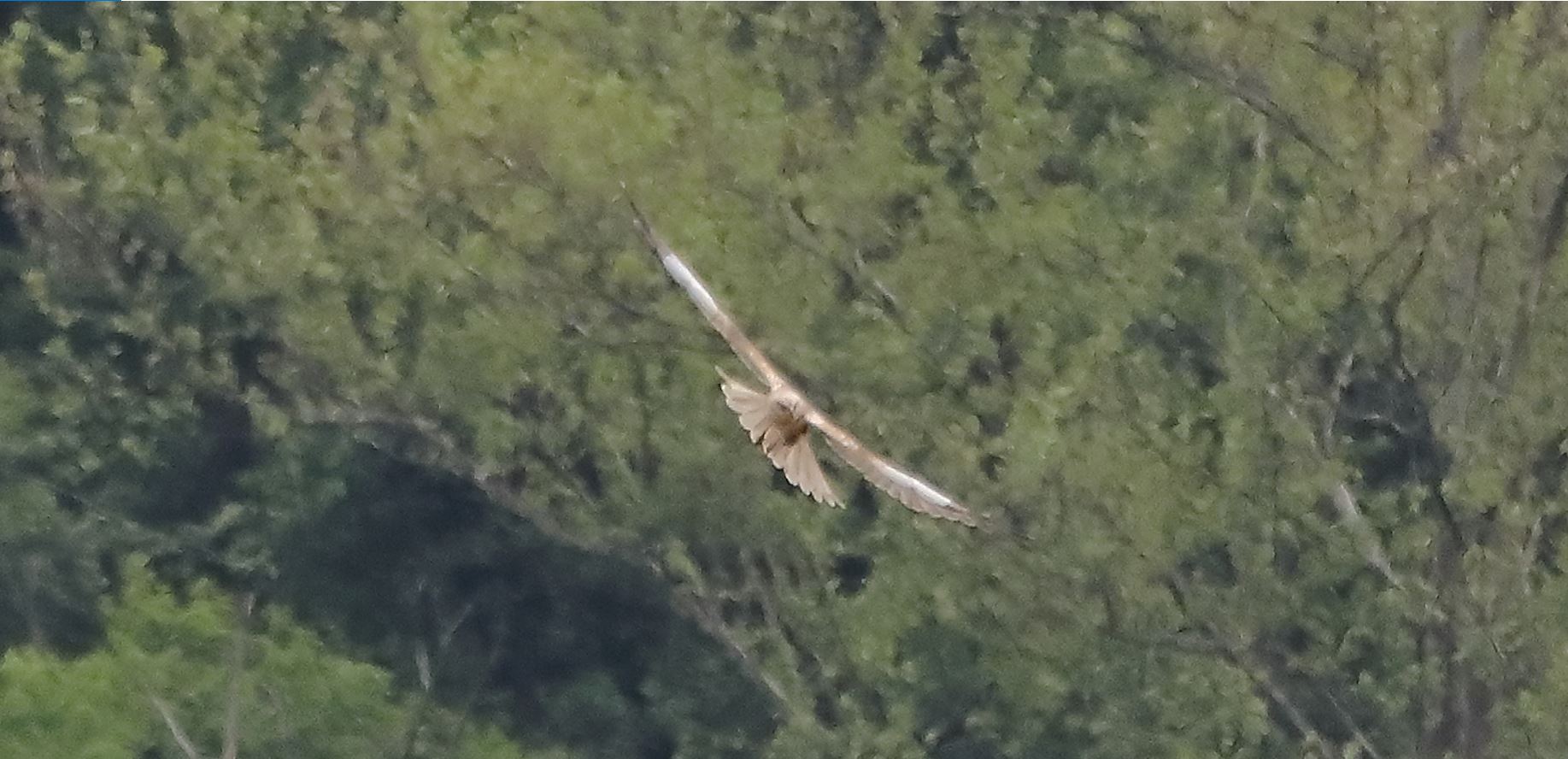 falco di palude 30-04-2022