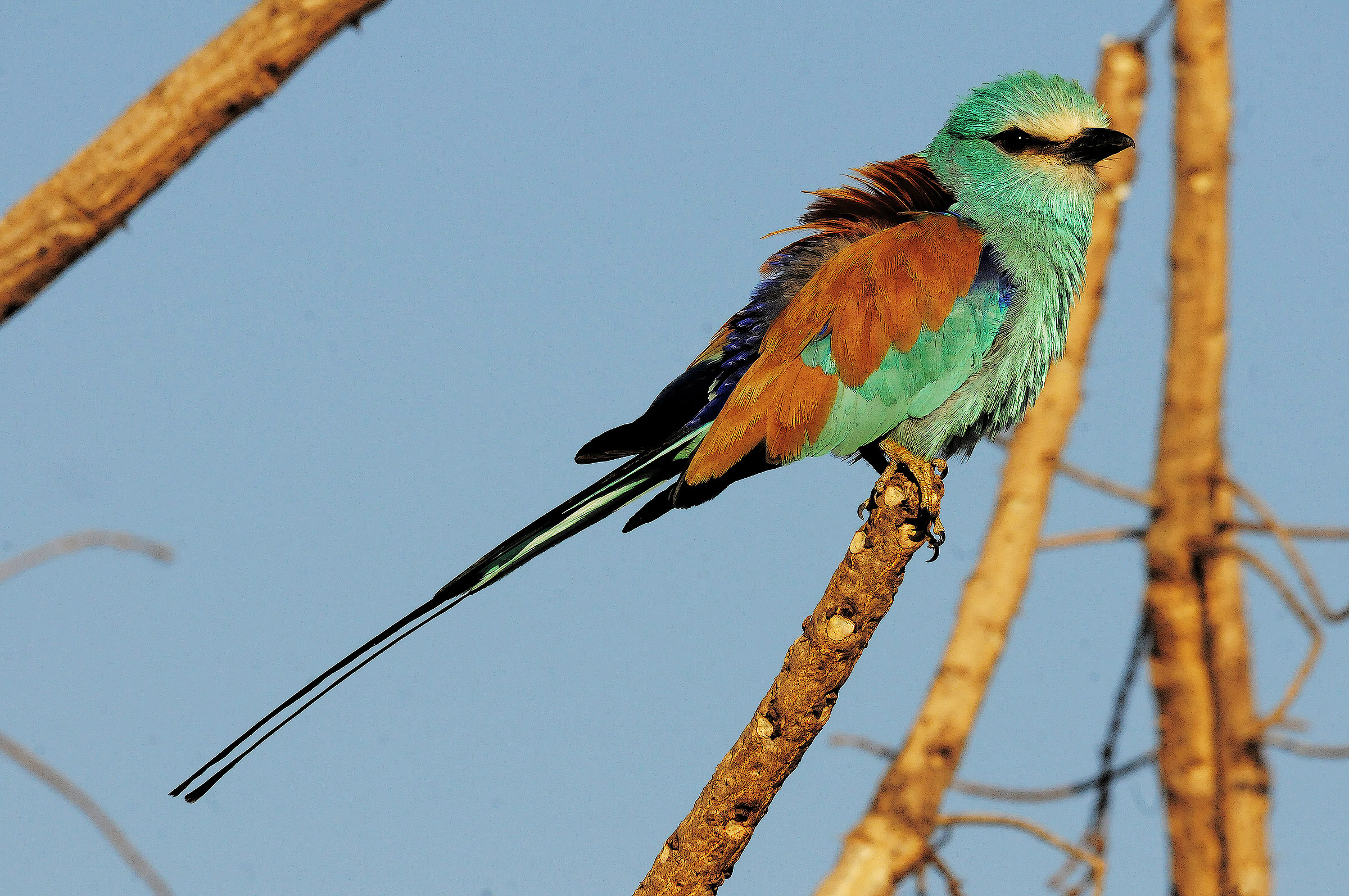 Tana Lake - Ethiopia - Abyssinian bee-eater