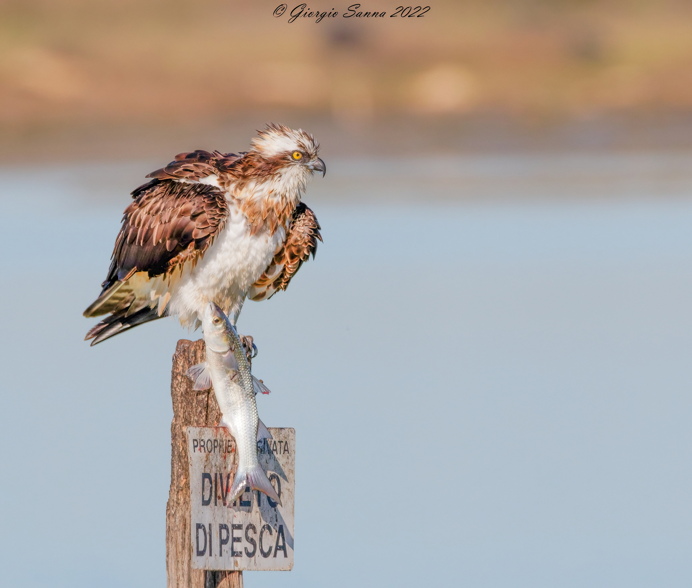 Osprey