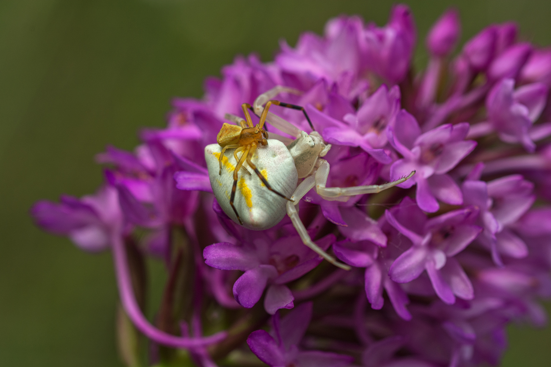 Thomisus onustus (2)