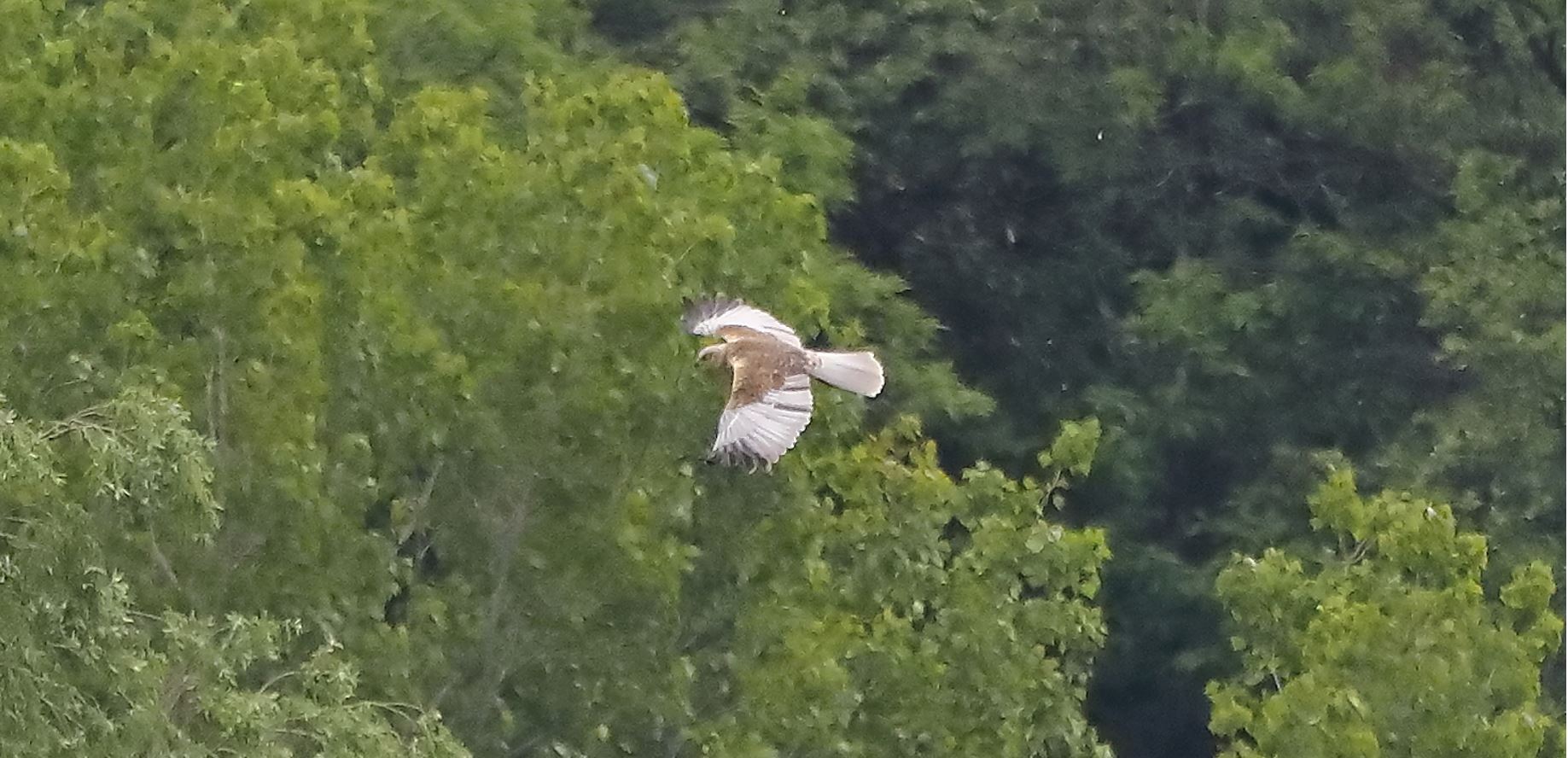 falco di palude 30-04-2022