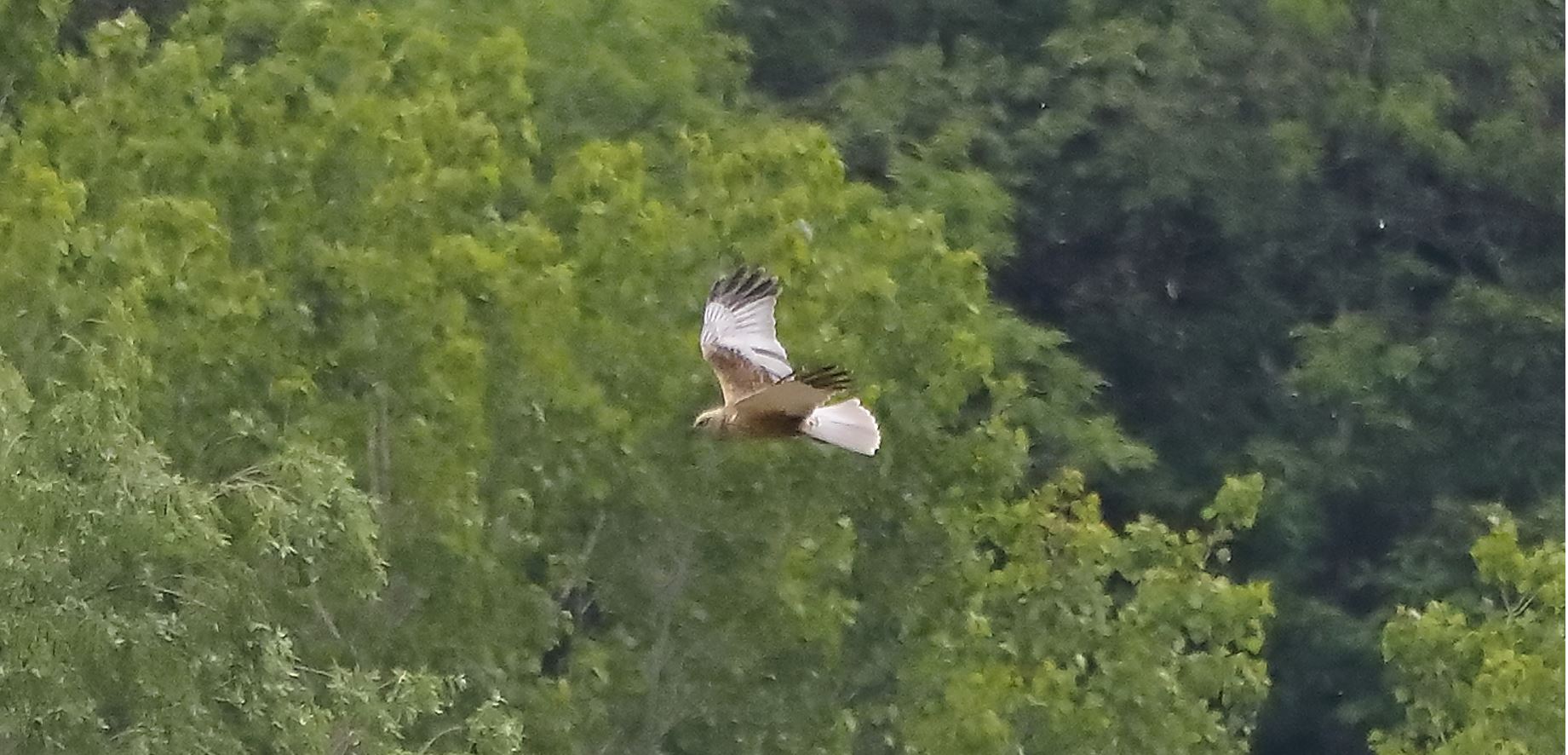 falco di palude 30-04-2022