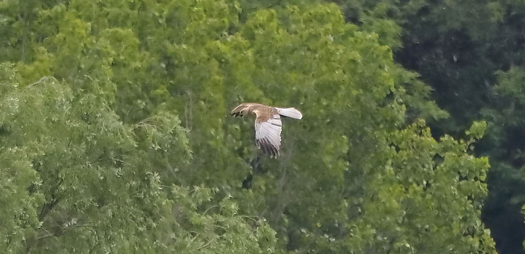 falco di palude 30-04-2022