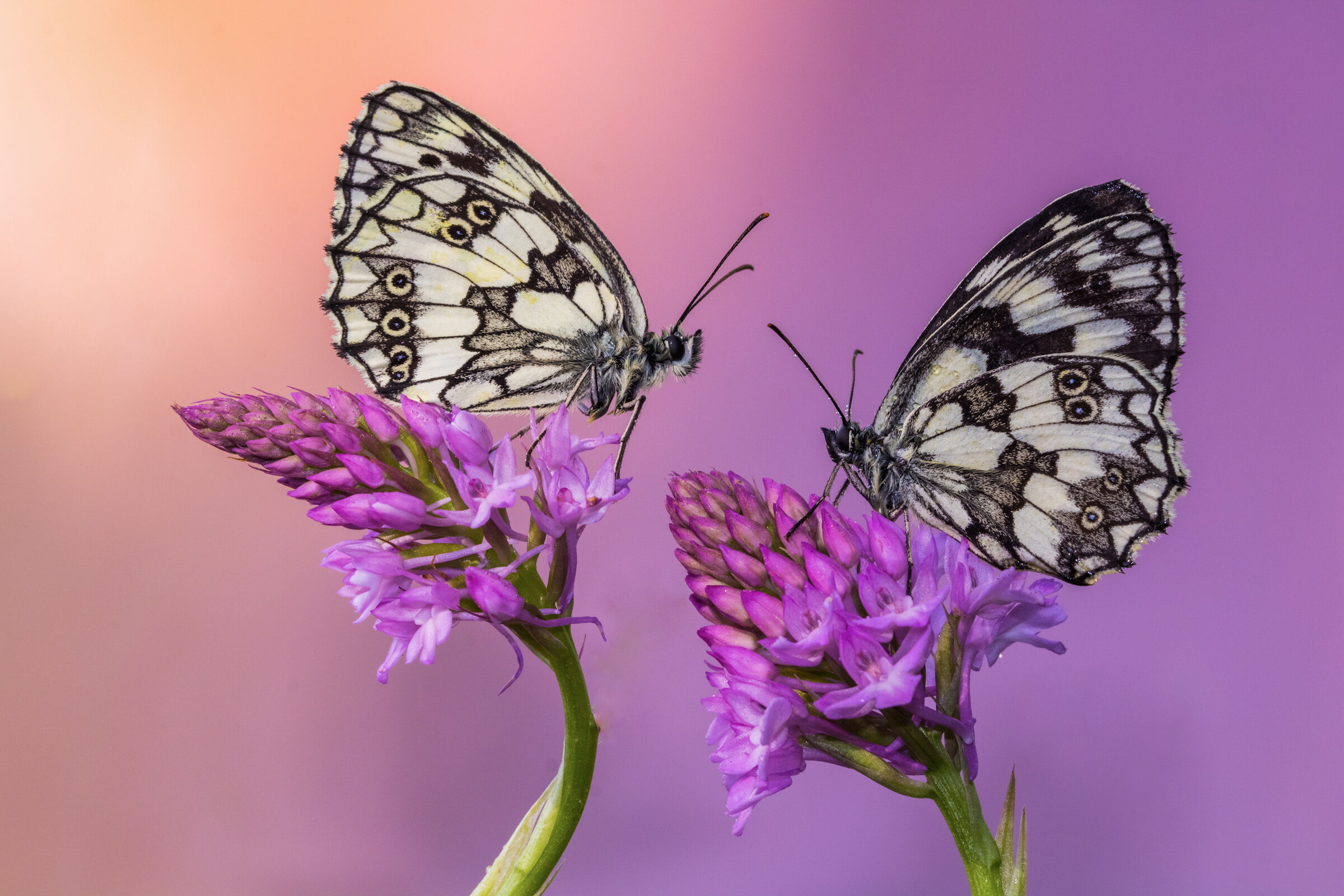 Galatea on Anacamptis pyramidalis
