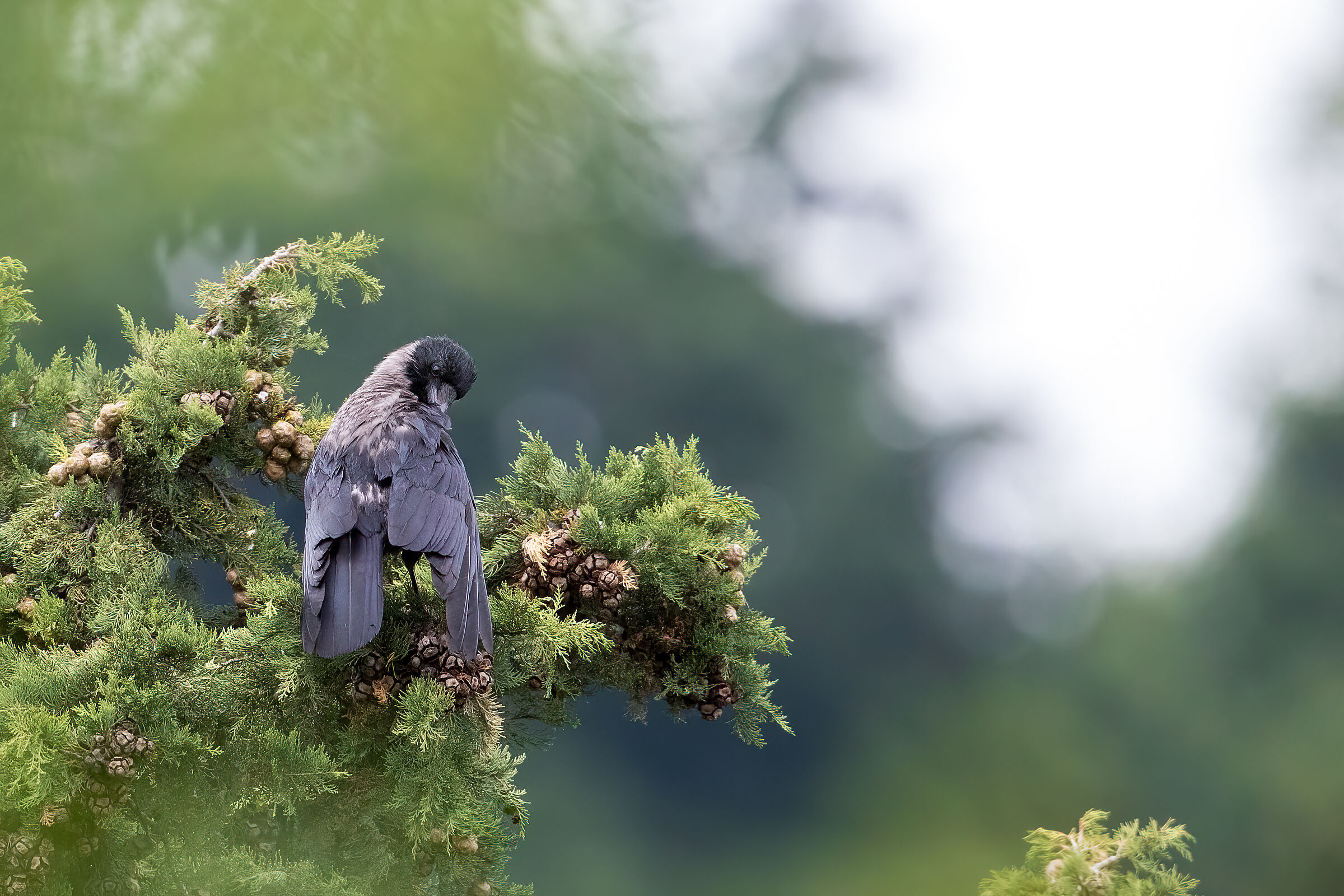Hooded crow