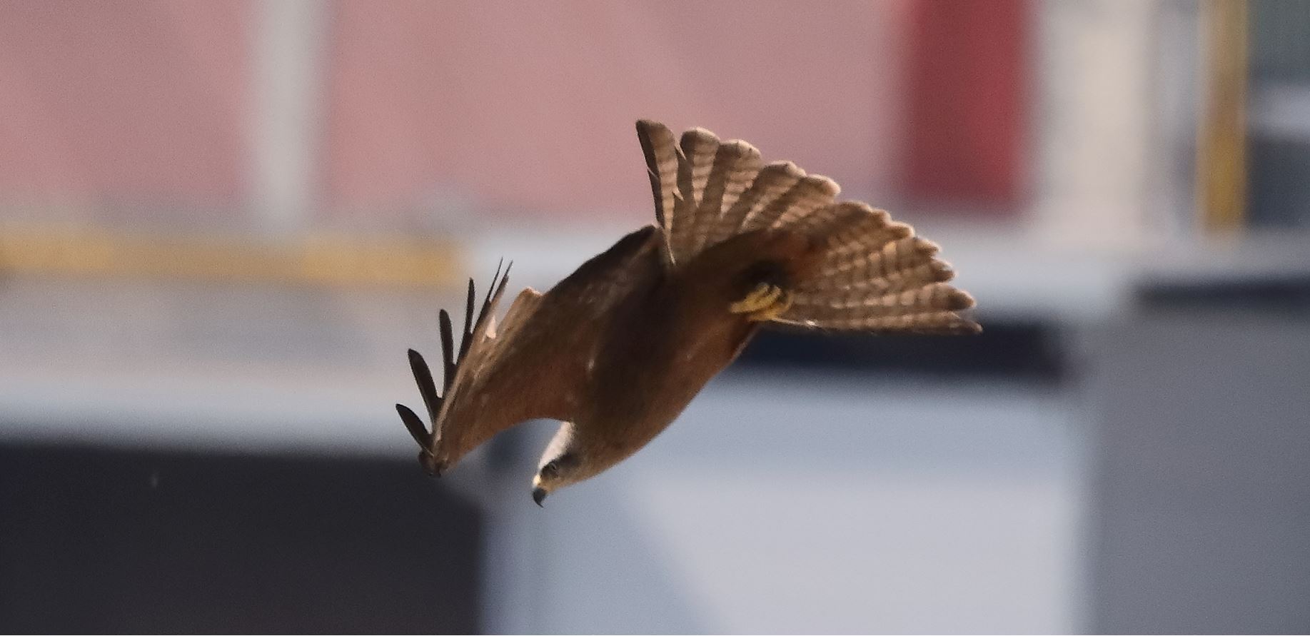 Nibbio bruno 29-04-2022