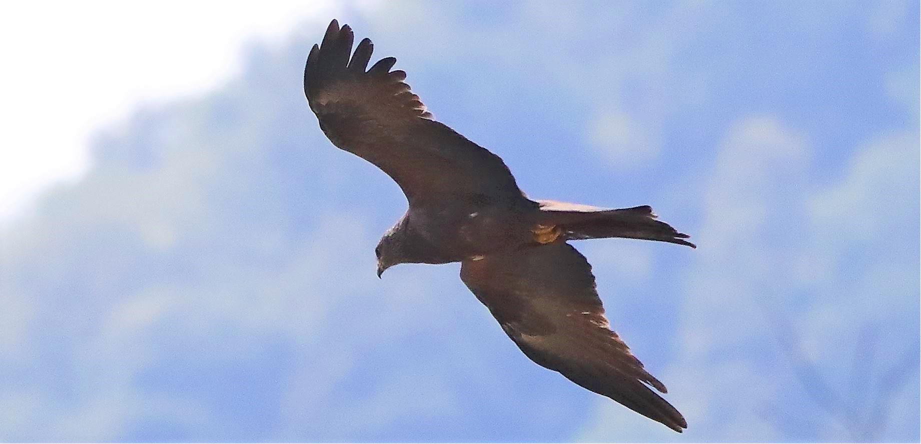 Nibbio bruno 29-04-2022