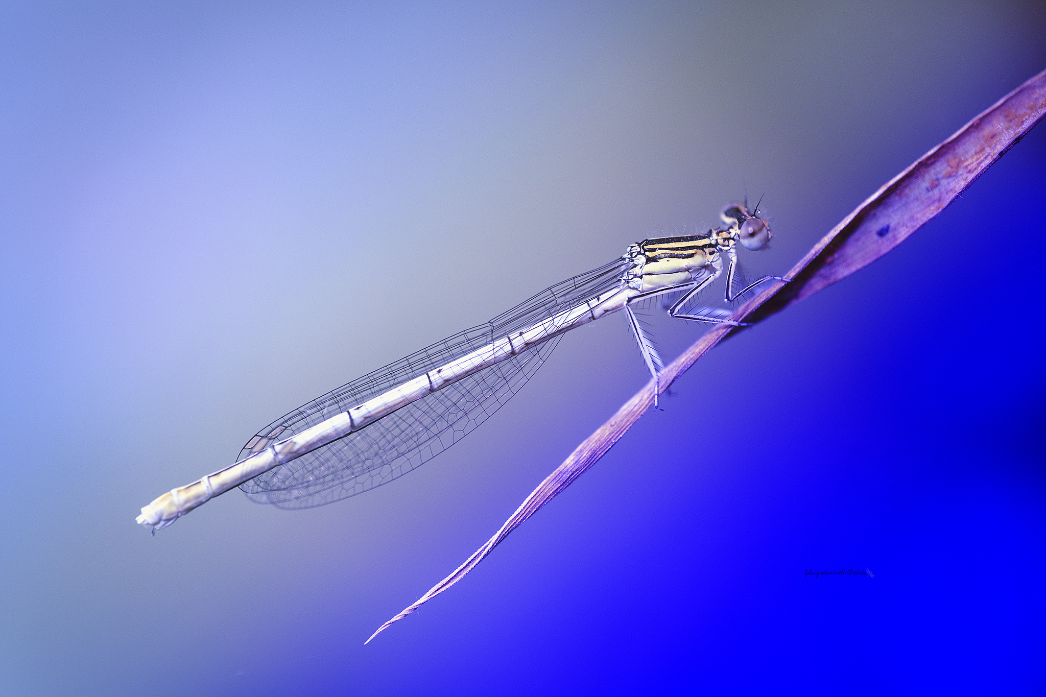 Platycnemis pennipes