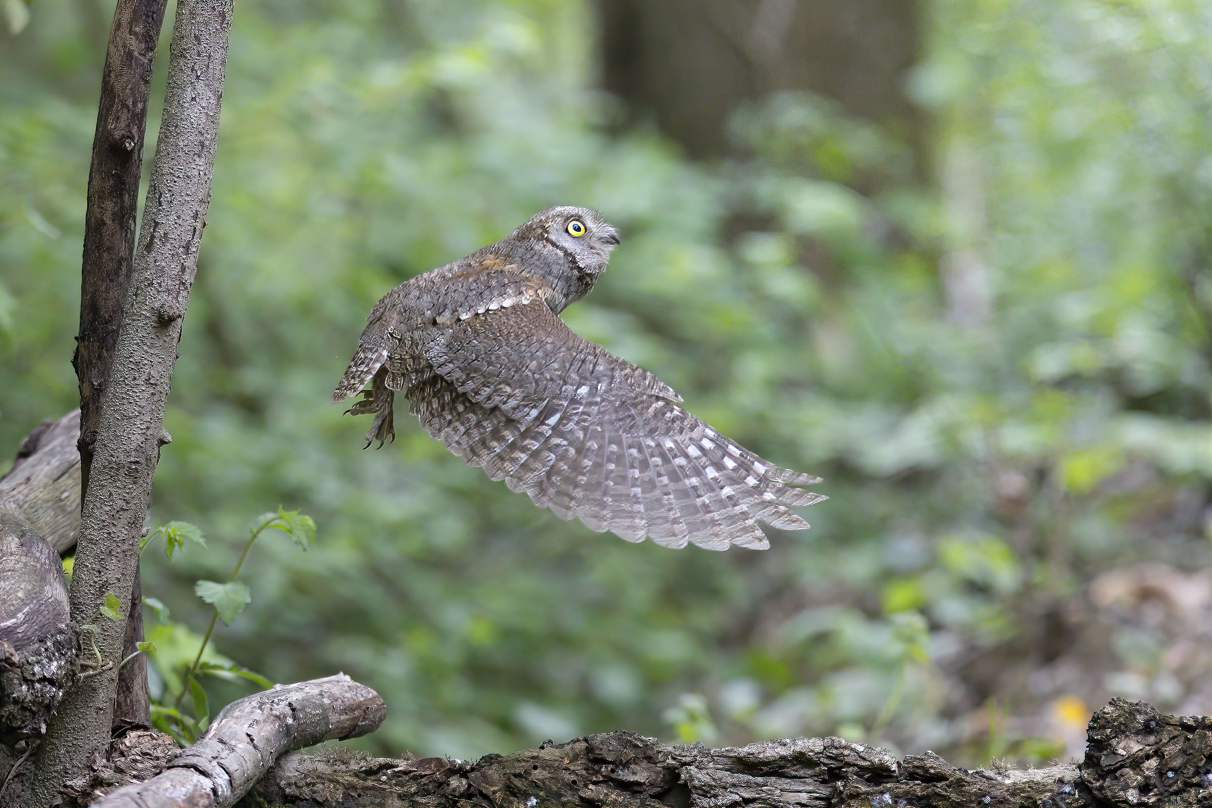 Il volo dell'Assiolo