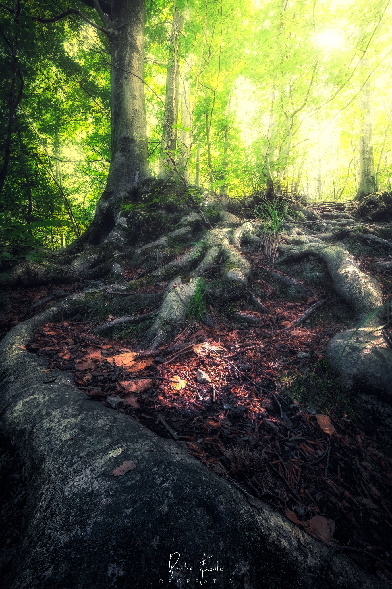 The Lord of the Roots (LOTR)