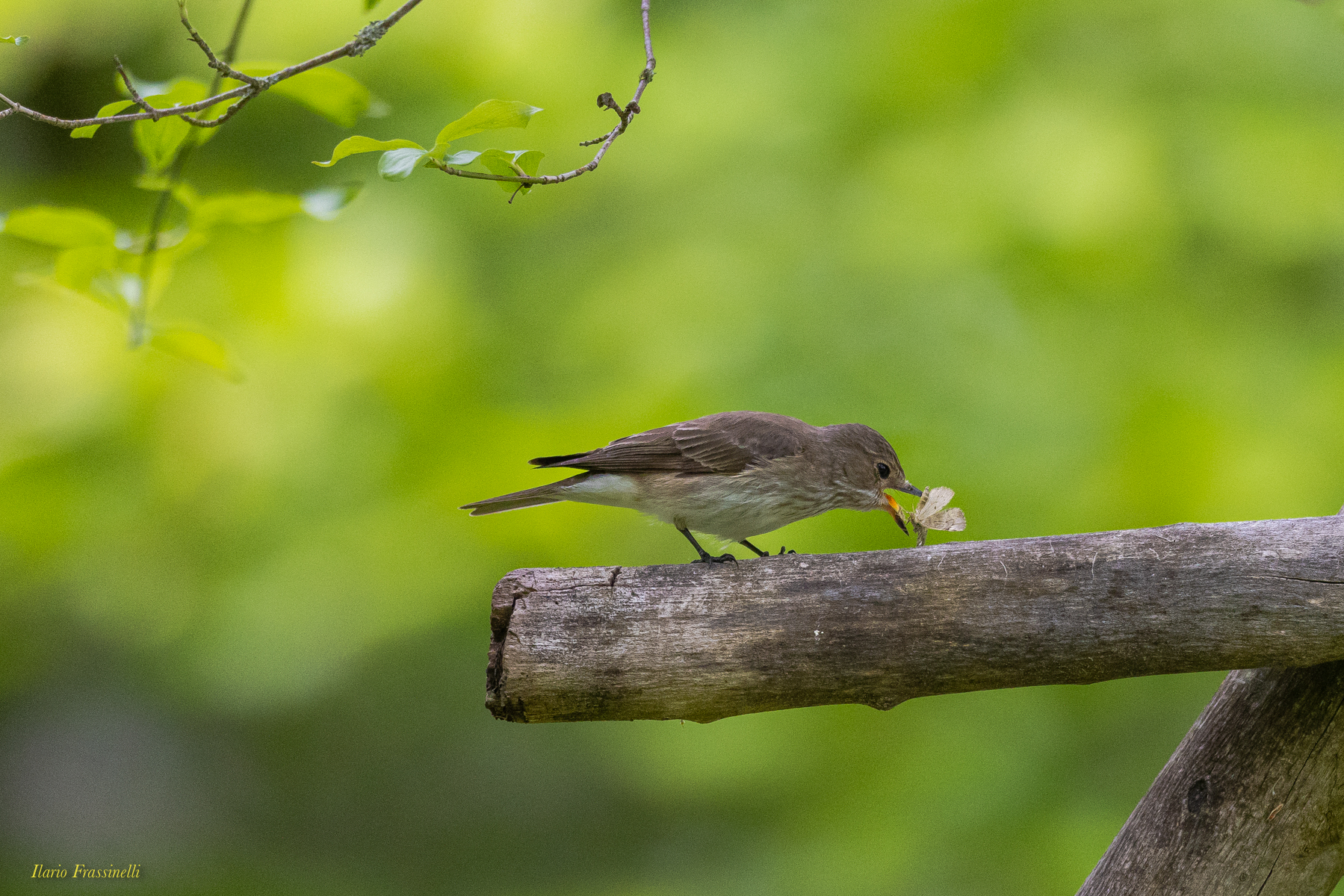 Pigliamosche e farfalla