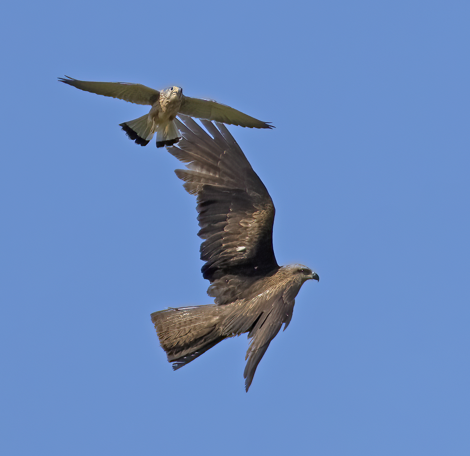 La difesa del territorio di caccia Grillaio vs Nibbio