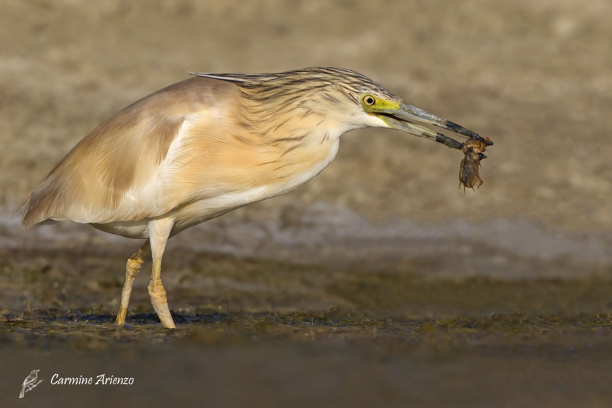 Sgarza ciuffetto con grillotalpa