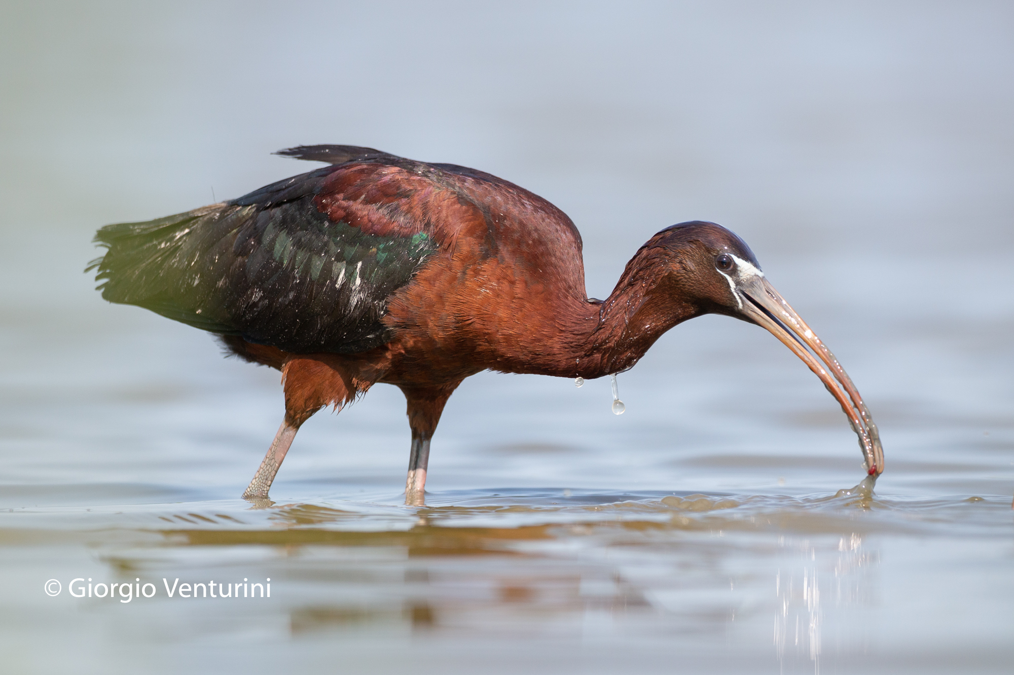 mignattaio con preda