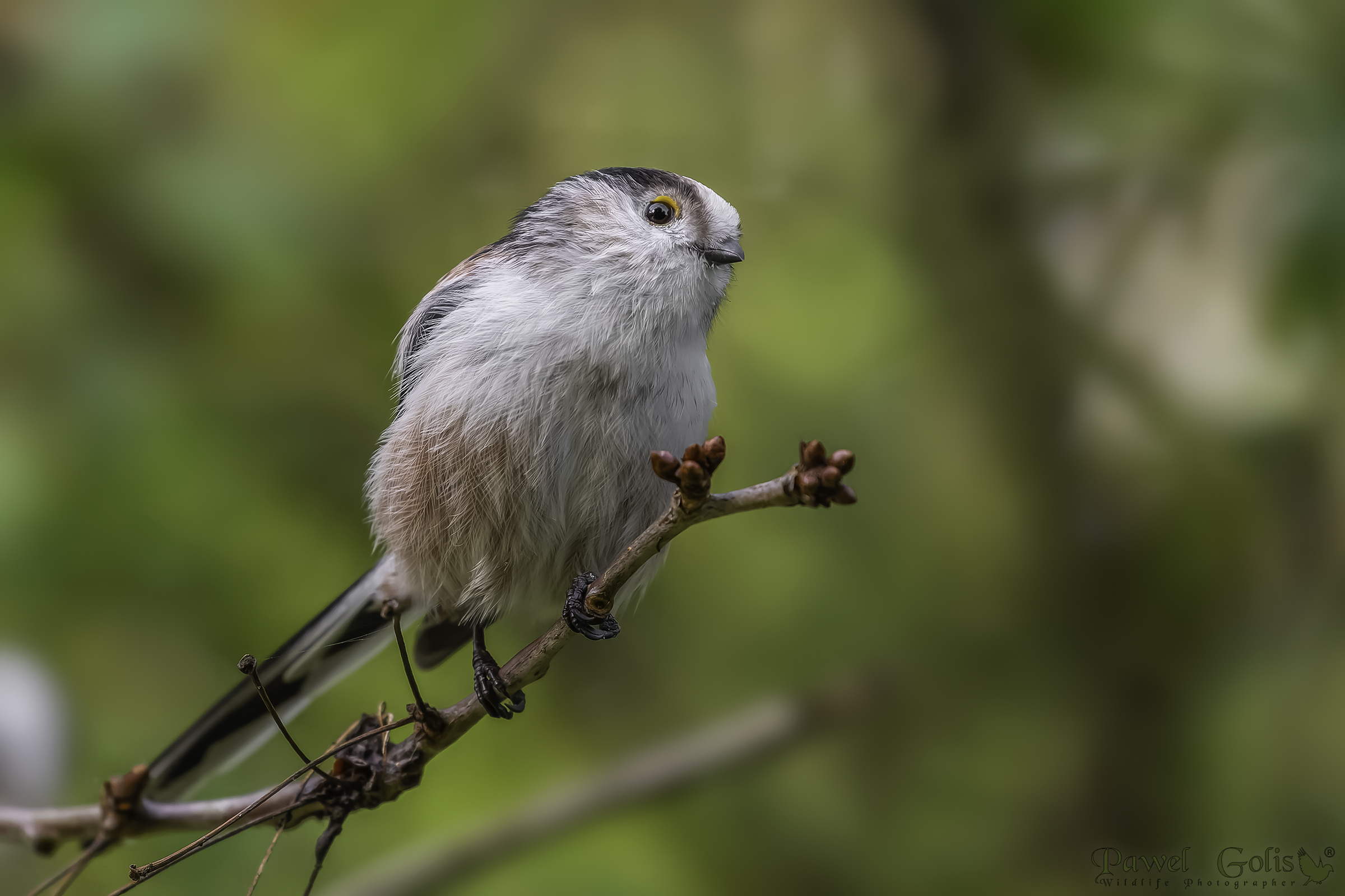 Bushtit dalla coda lunga (Aegithalos caudatus)