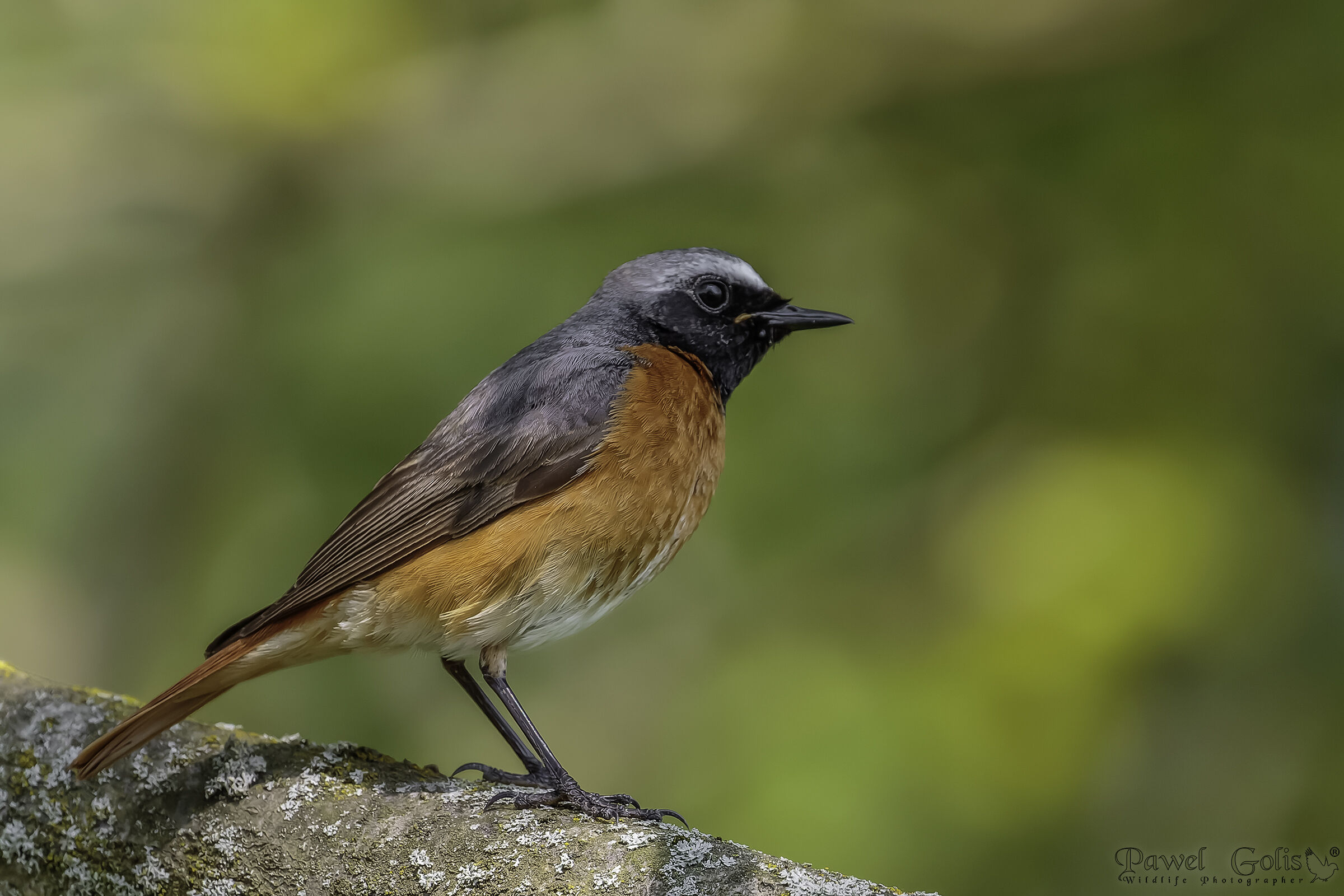 Codirosso comune (Phoenicurus phoenicurus)