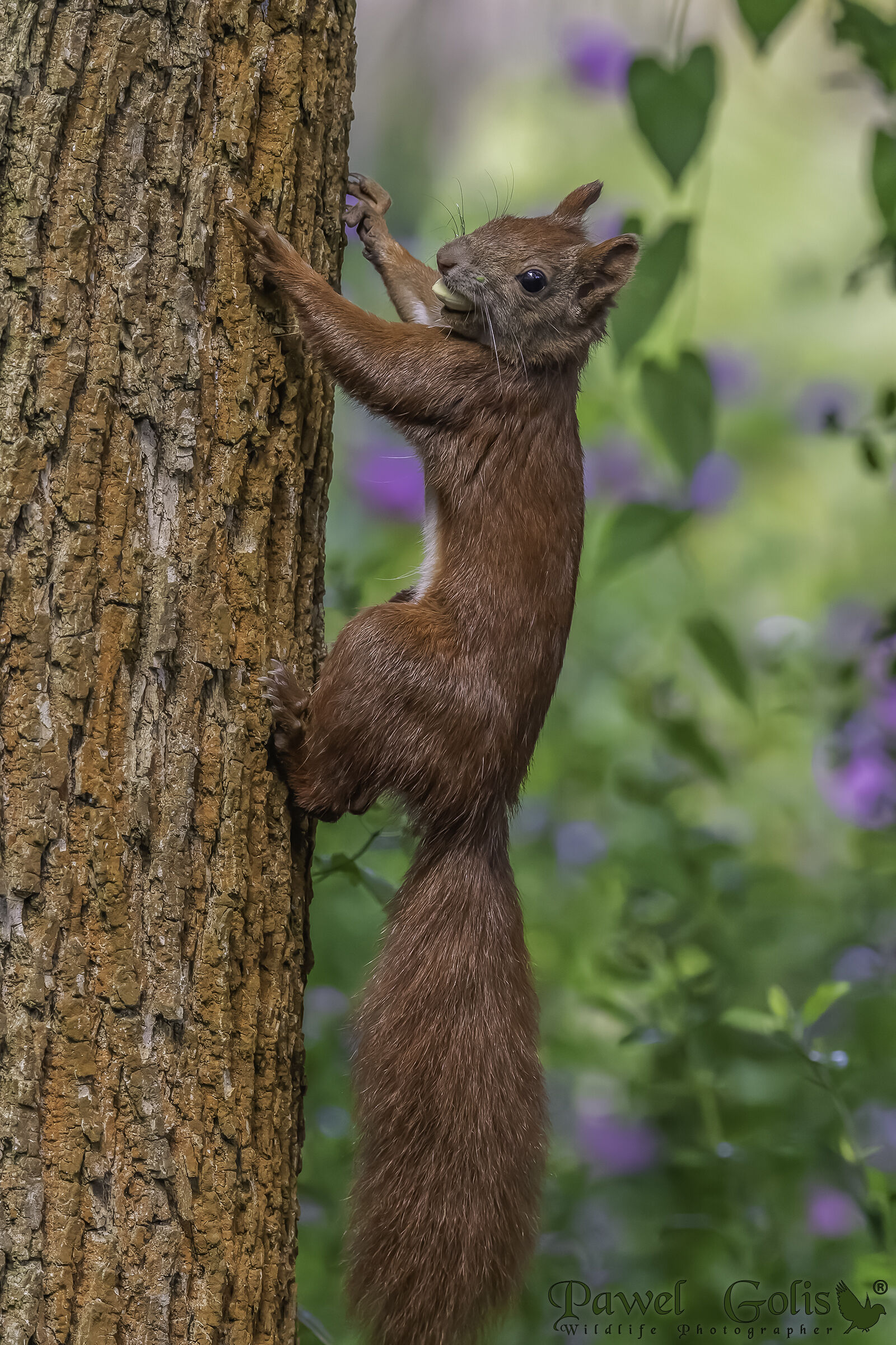 Scoiattolo rosso (Sciurus vulgaris)