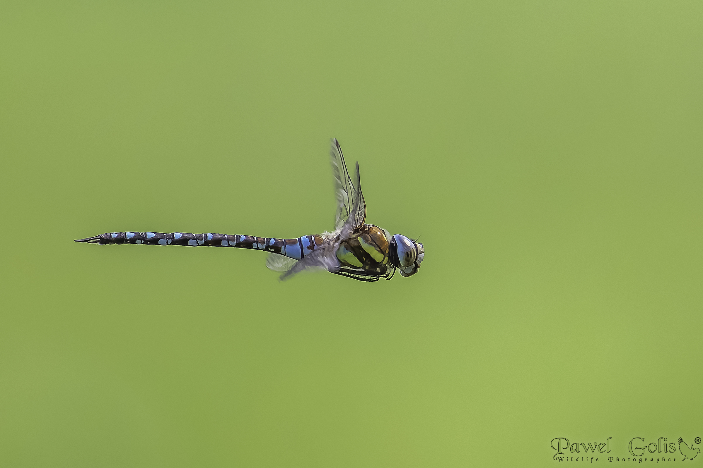 Venditore ambulante migrante (Aeshna mixta) in volo