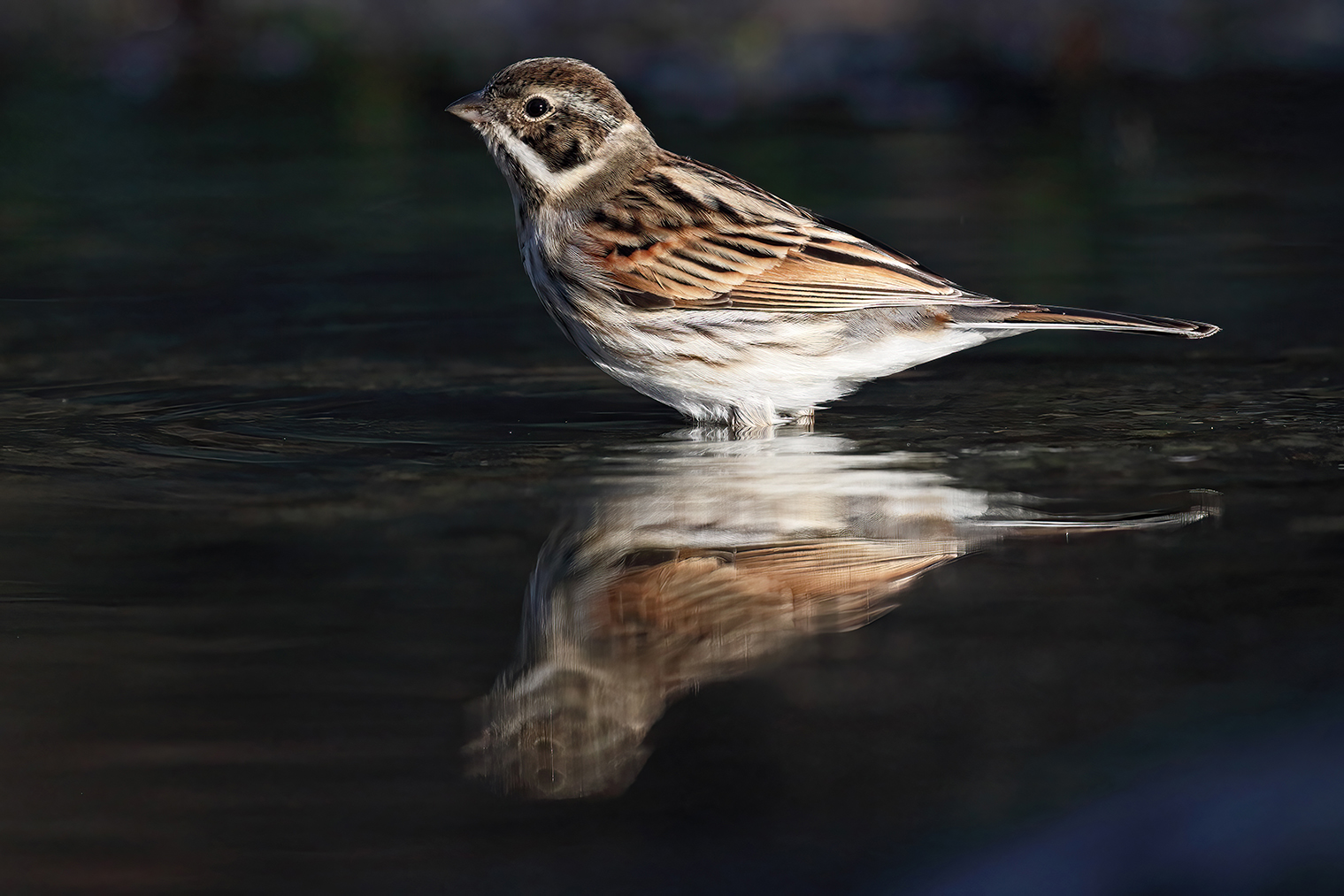 Migliarino di palude