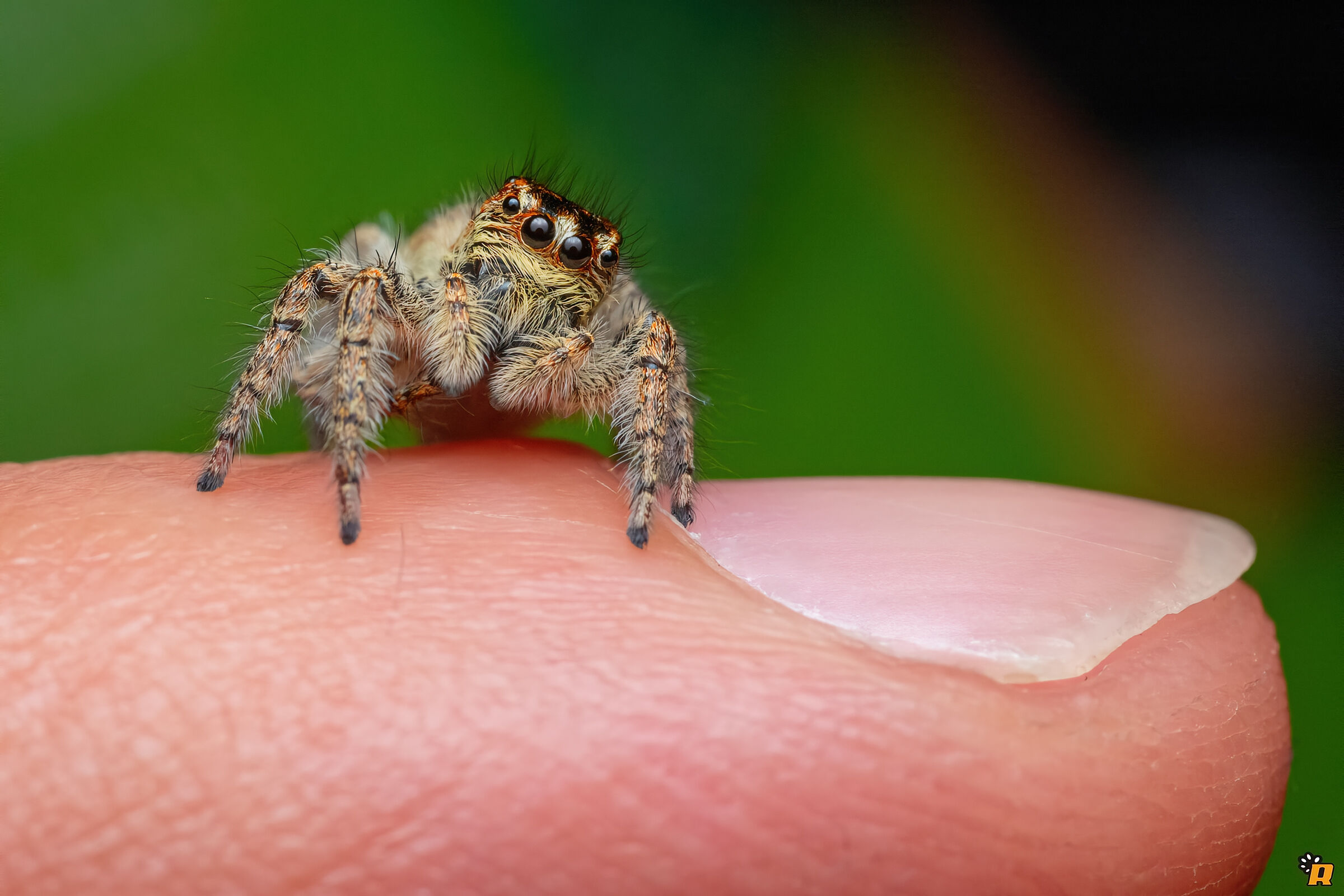 Philaeus chrysops on my finger