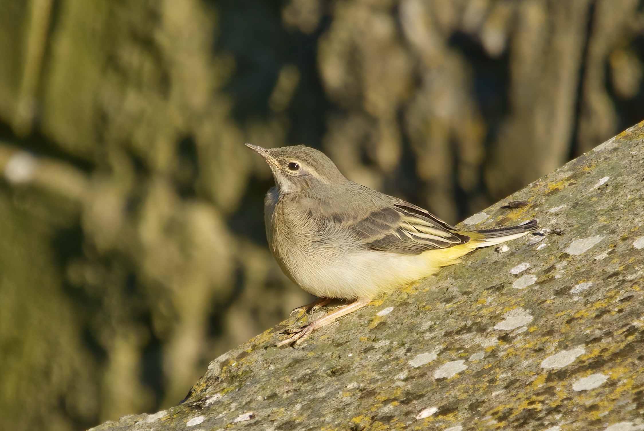 Grey wagtail