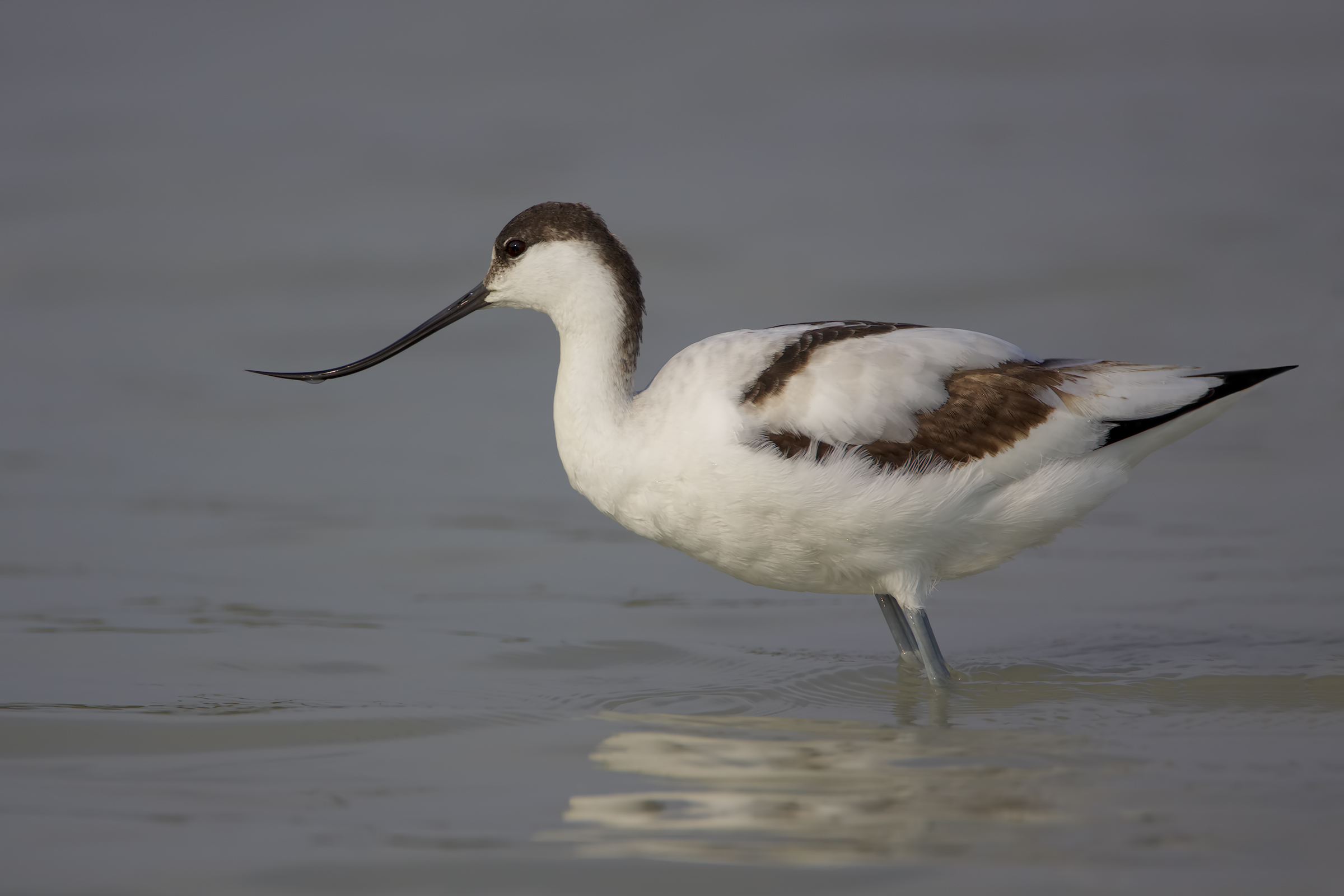 Avocetta