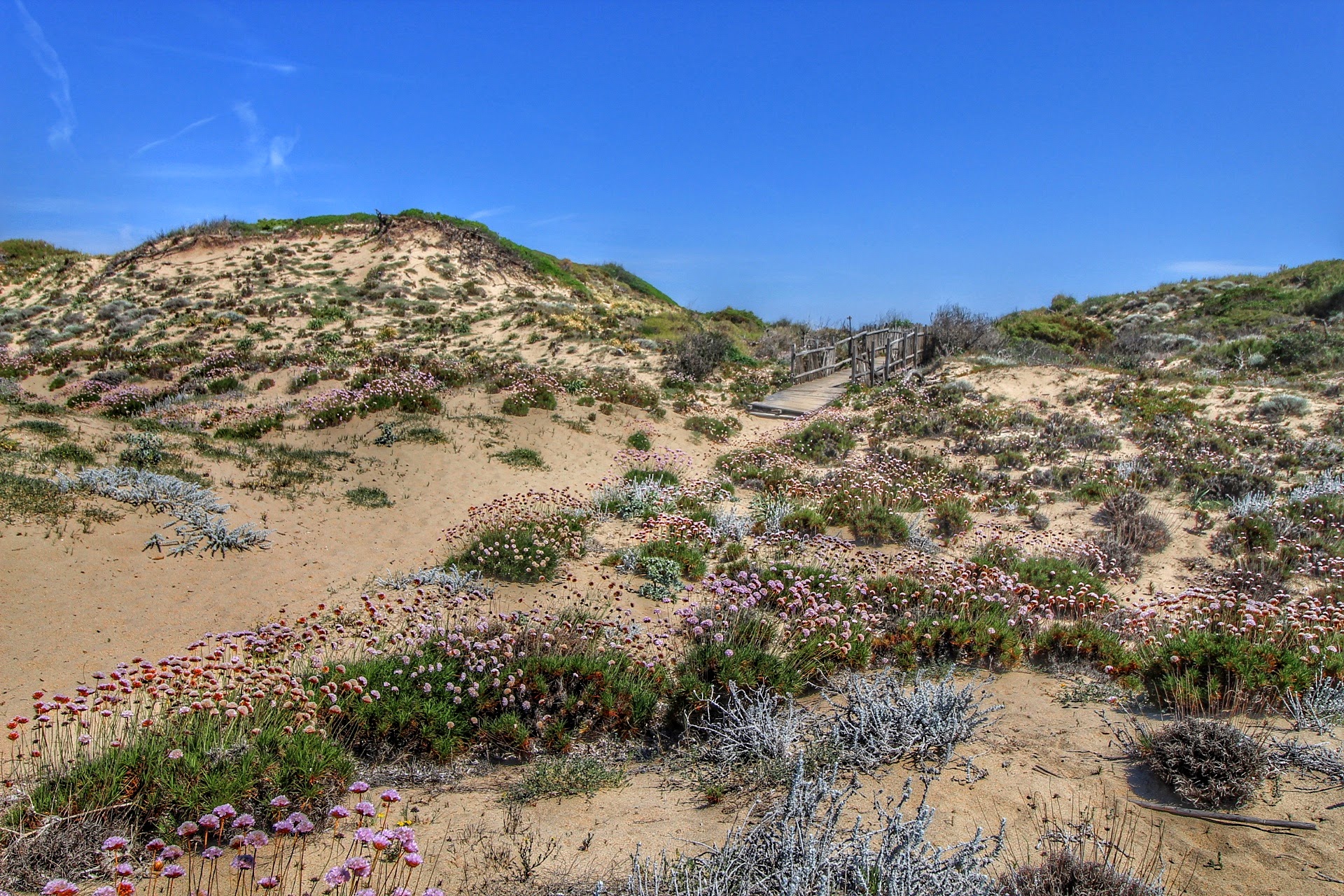 Dune in rosa