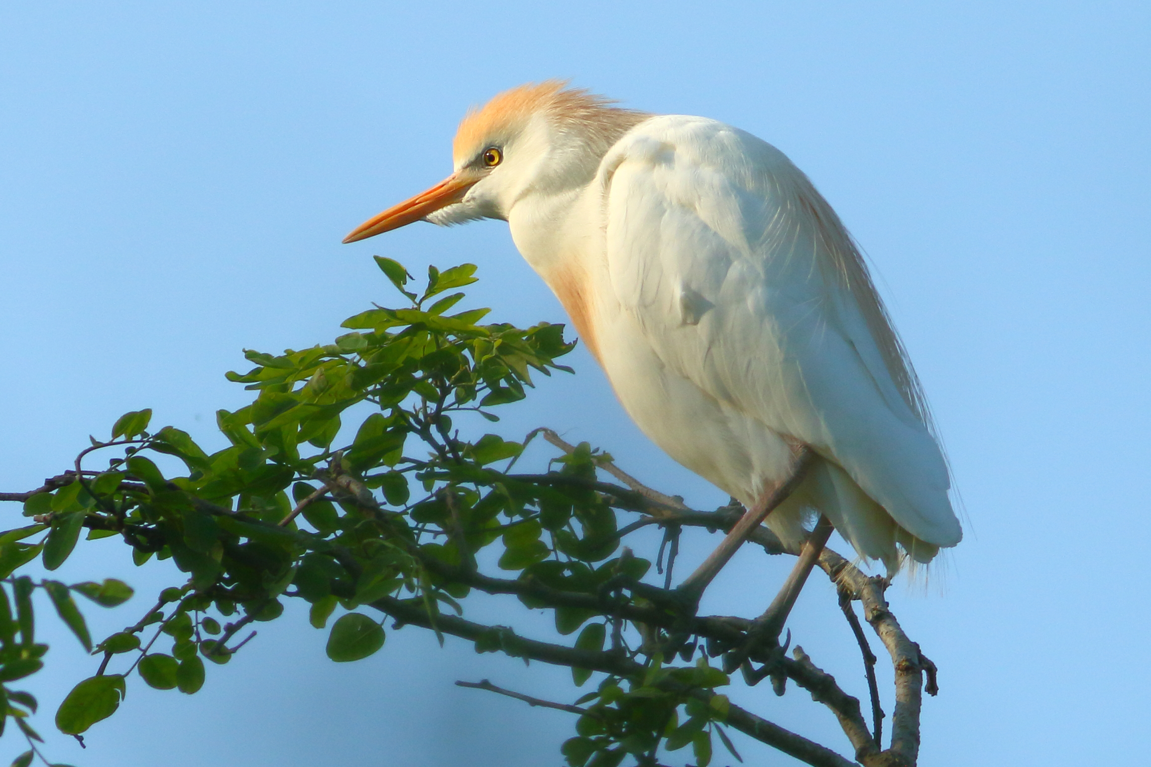 cattle egret