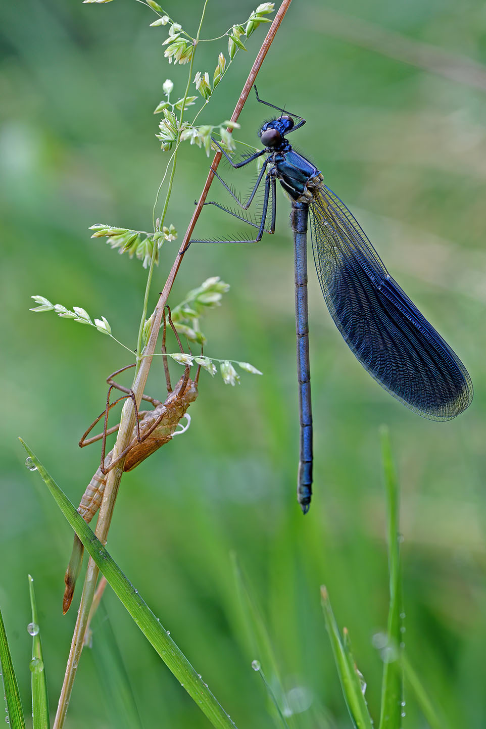 calopterix splendens
